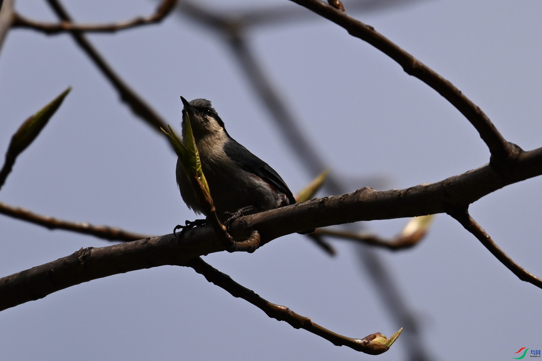 DSC_1696.JPG