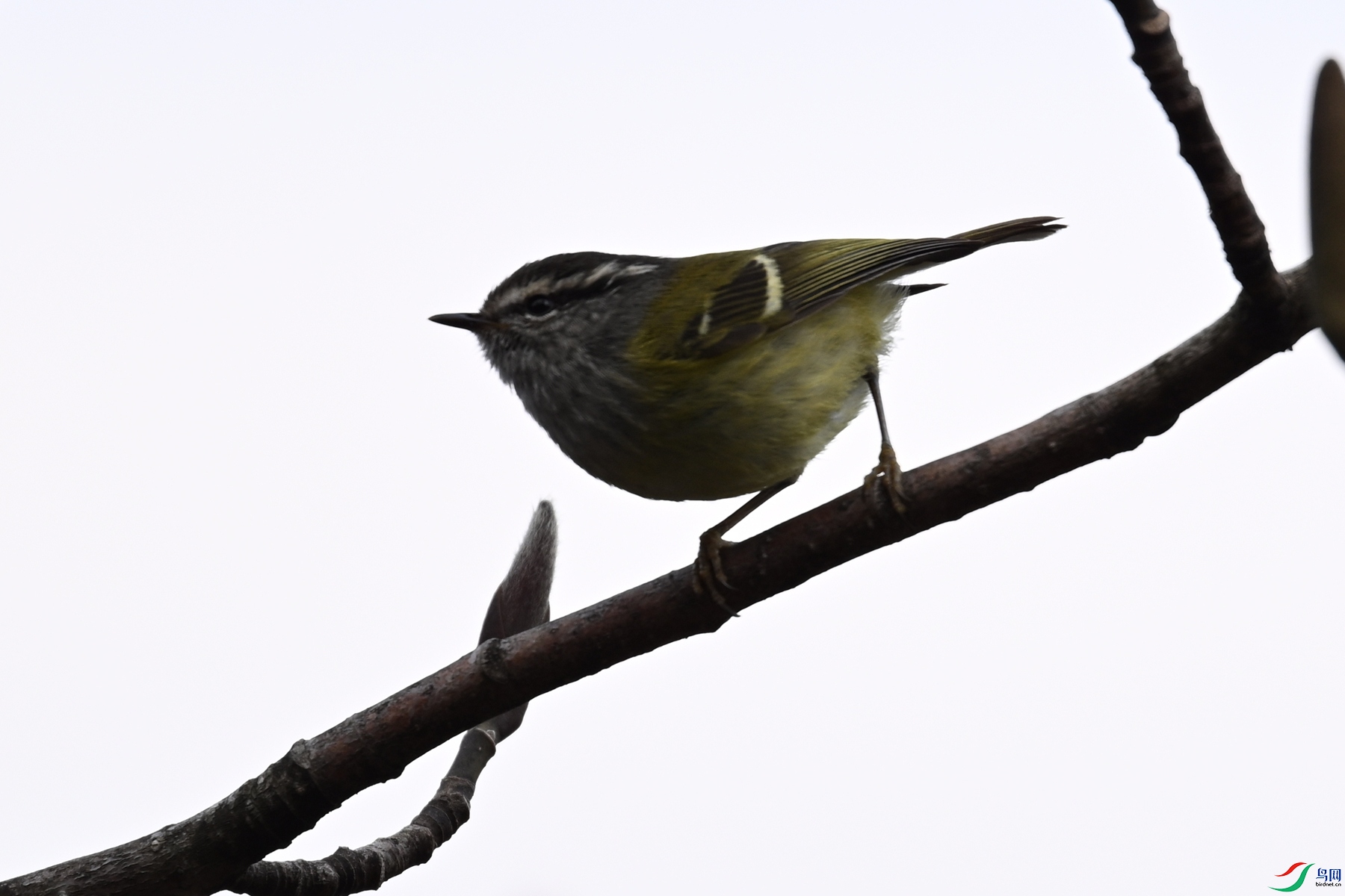 DSC_1720.JPG