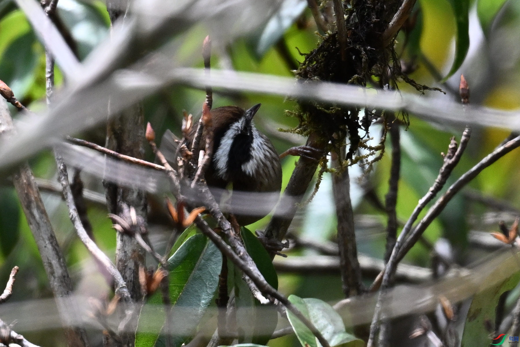 DSC_1666.JPG