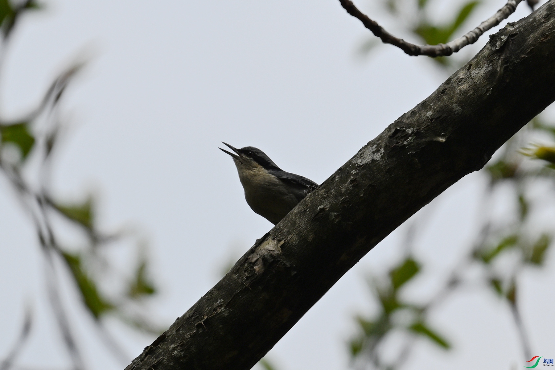 DSC_1700.JPG