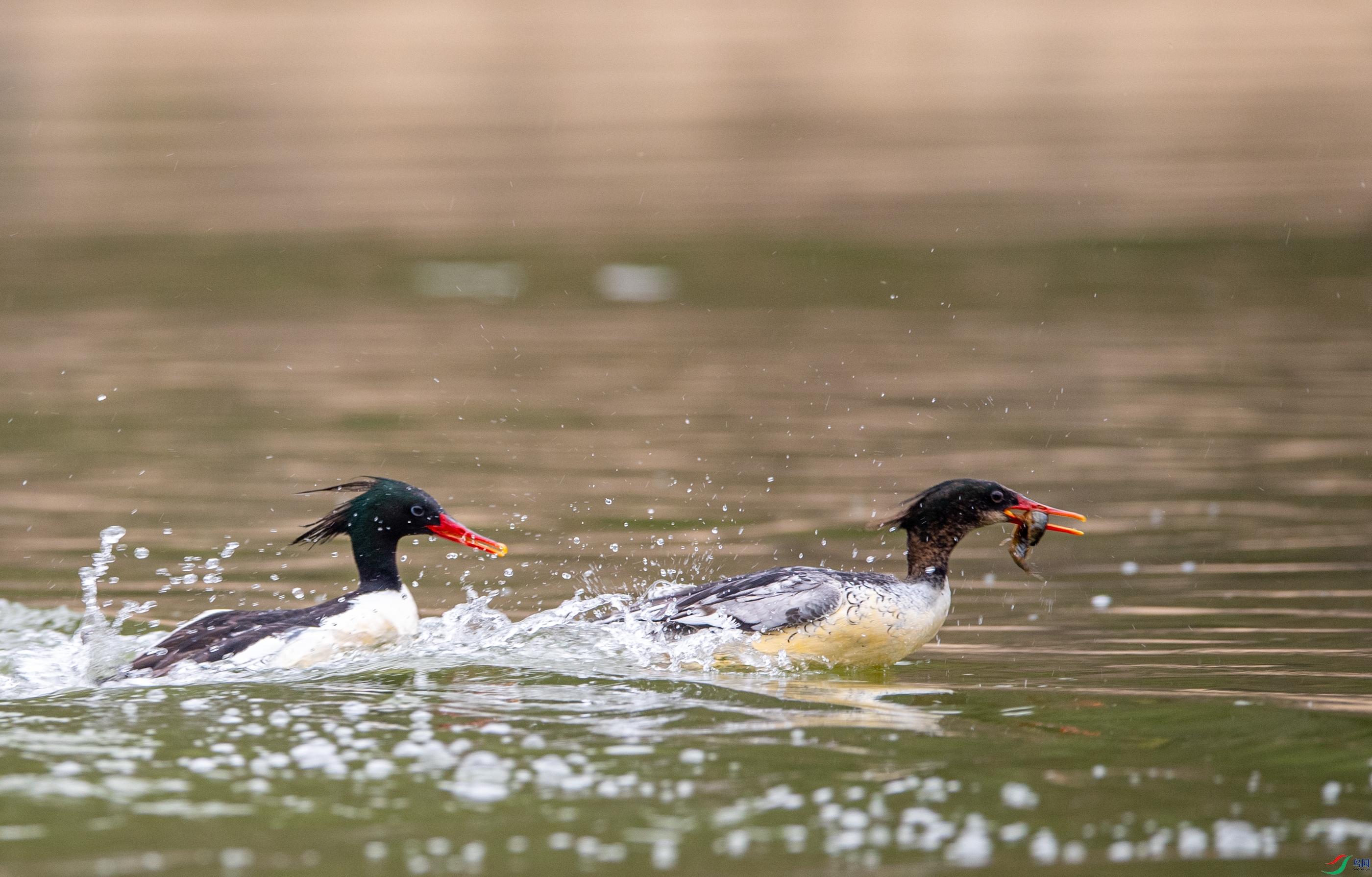 DSC_2563�л���ɳѼ.JPG