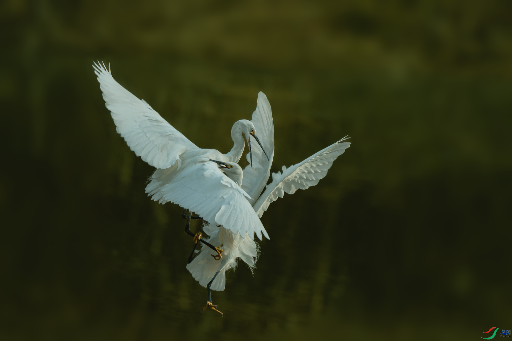 _DSC5822-����ǿ-NR.PNG