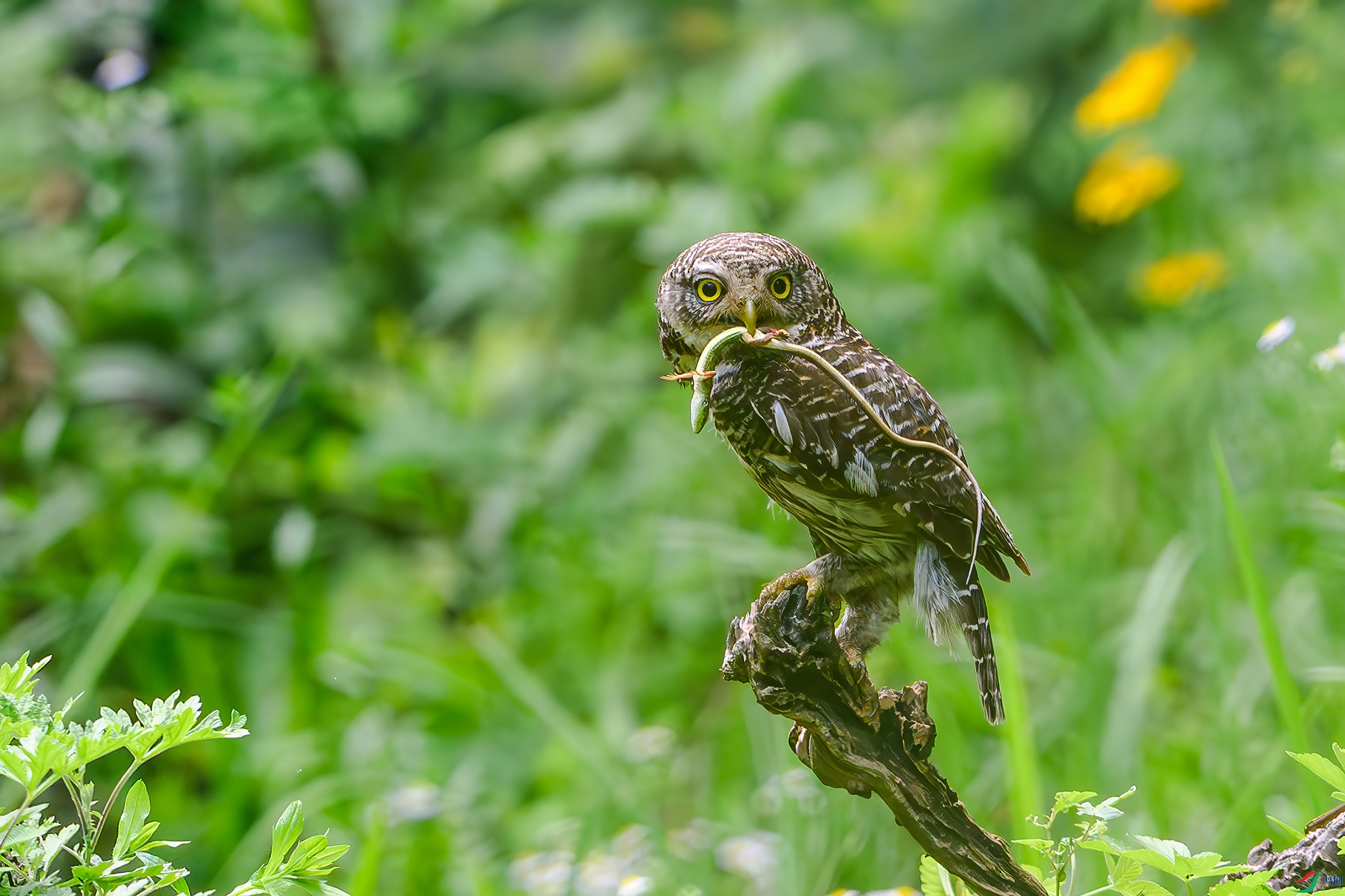 DSC_0001AB.jpg