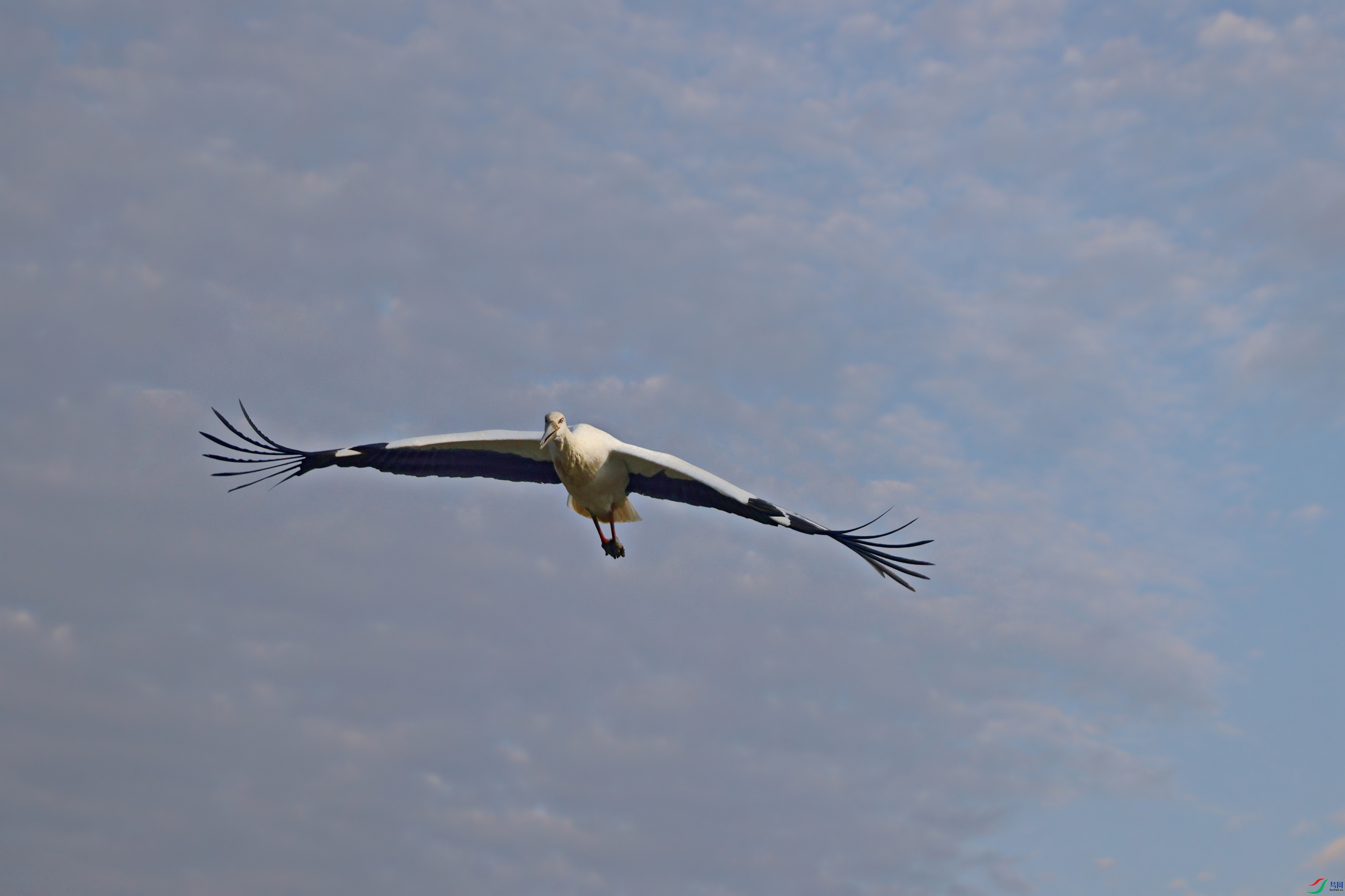 1V5A7864-19.JPG