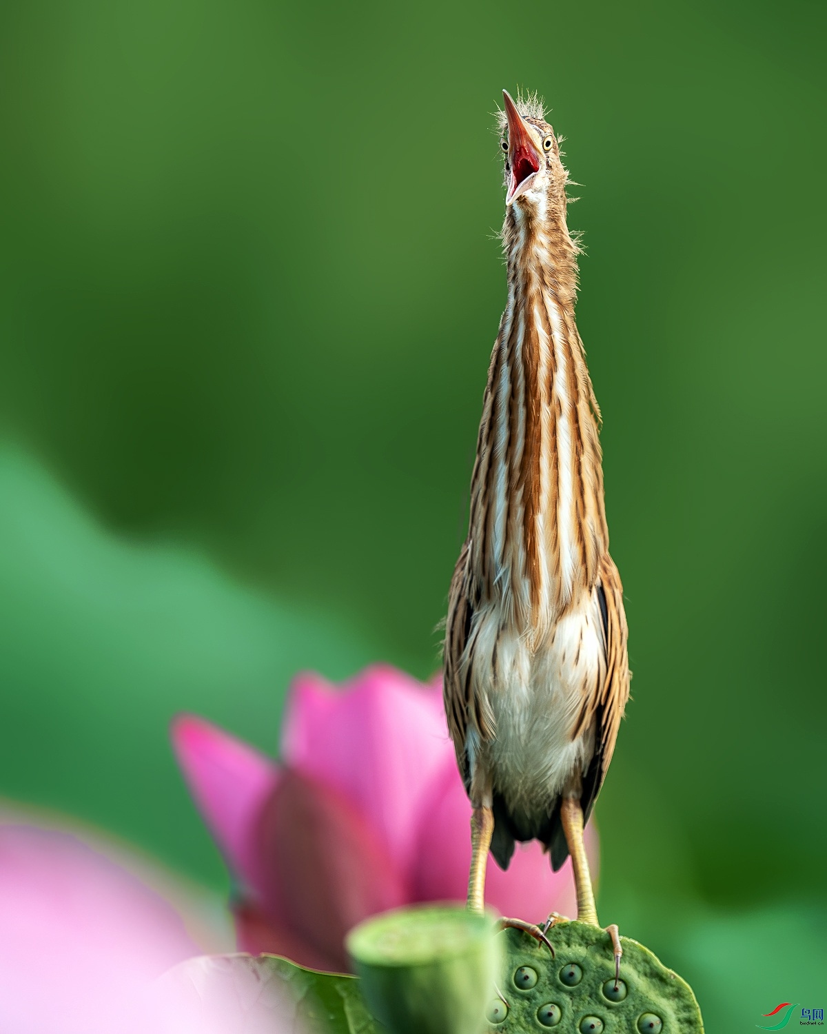 DSC03725-����ǿ-NR.JPG