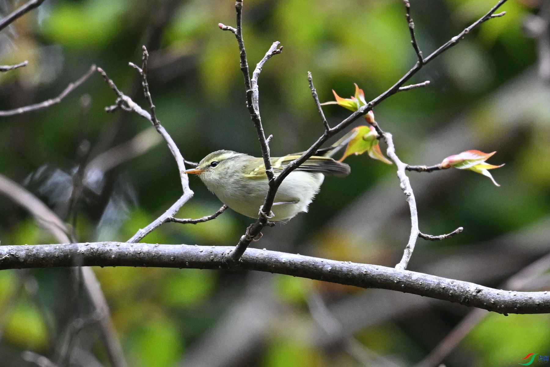 DSC_1678.JPG