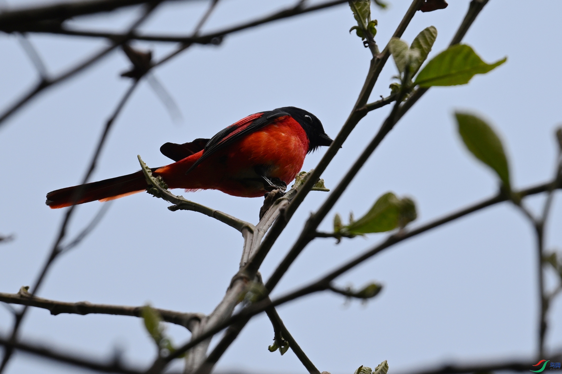 DSC_1708.JPG