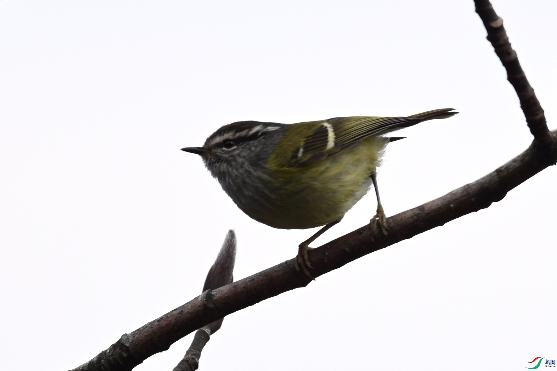 DSC_1721.JPG