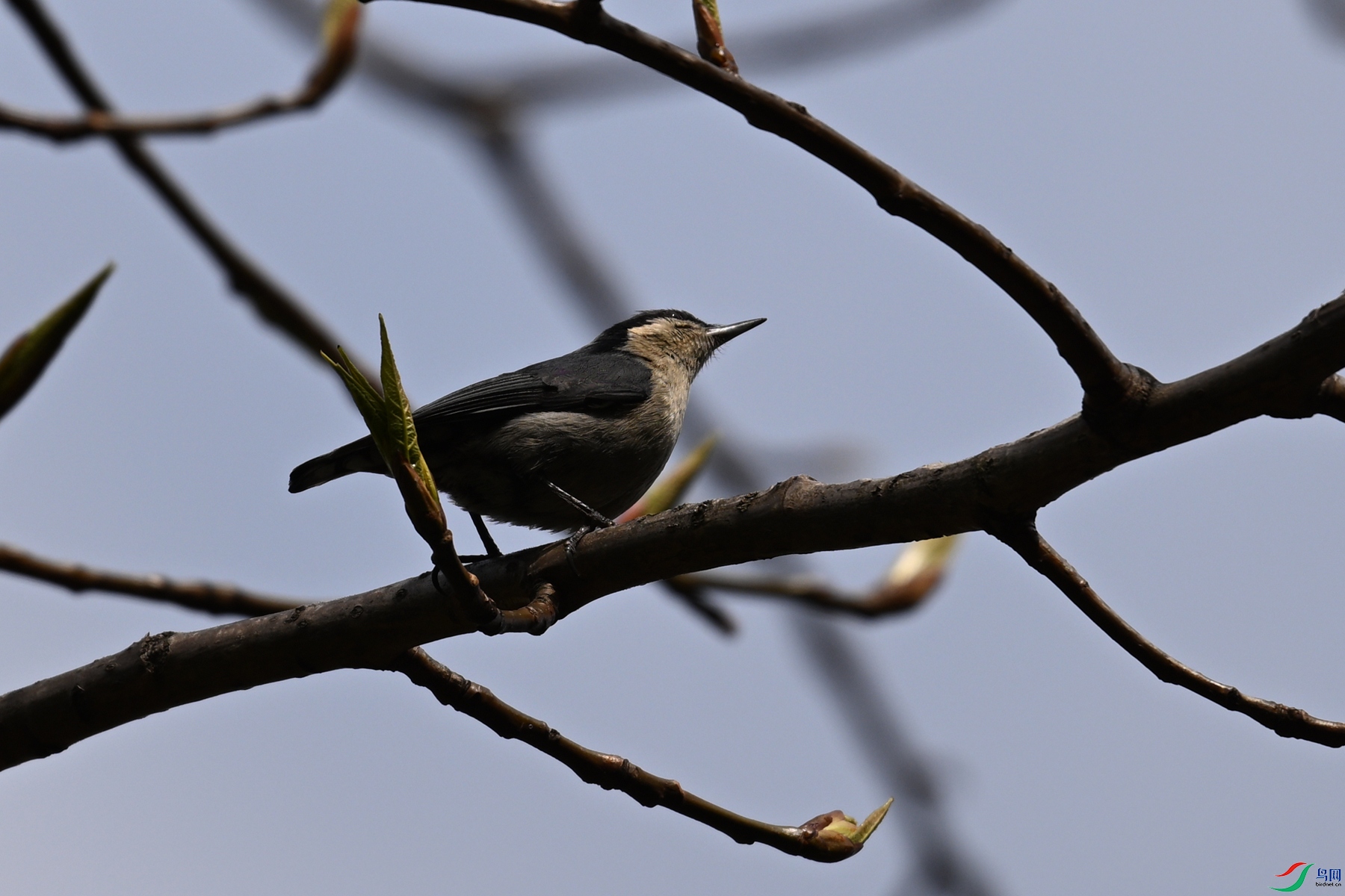 DSC_1694.JPG