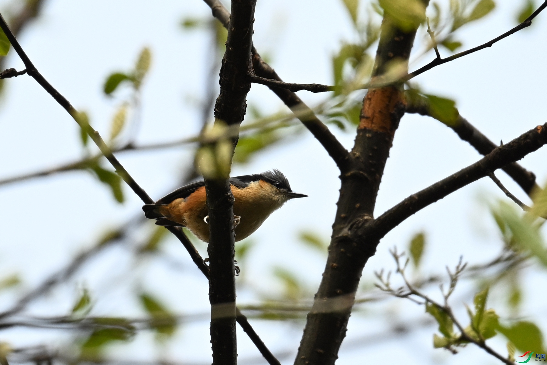 DSC_1690.JPG
