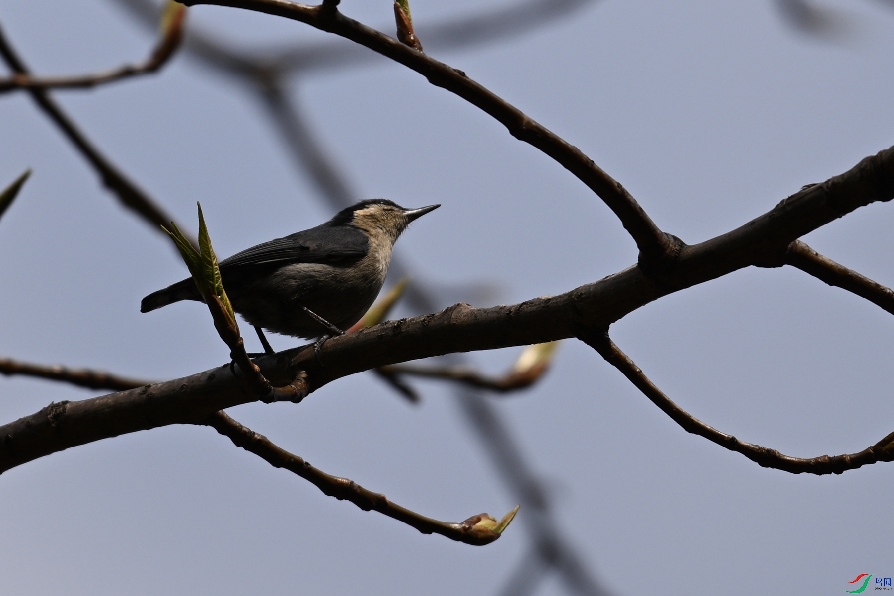DSC_1695.JPG