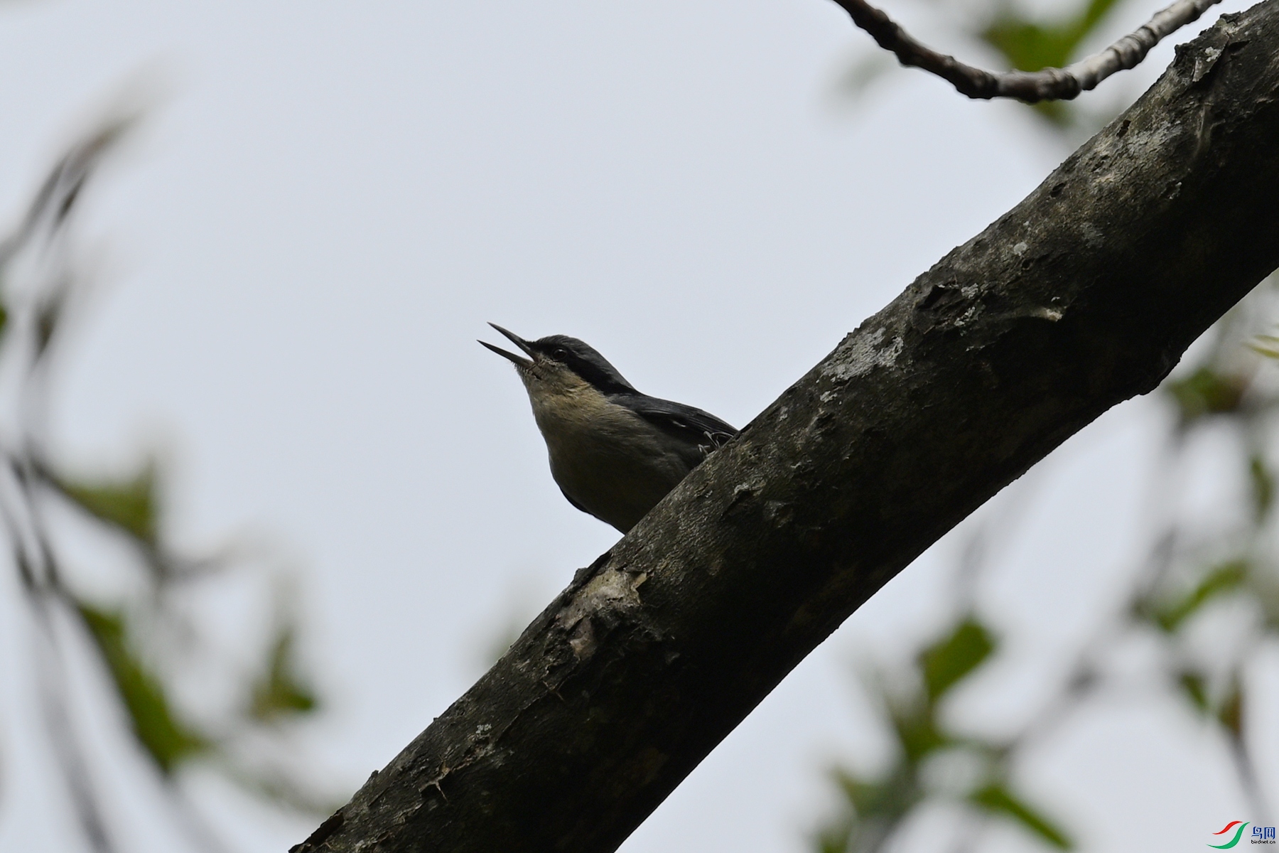 DSC_1701.JPG