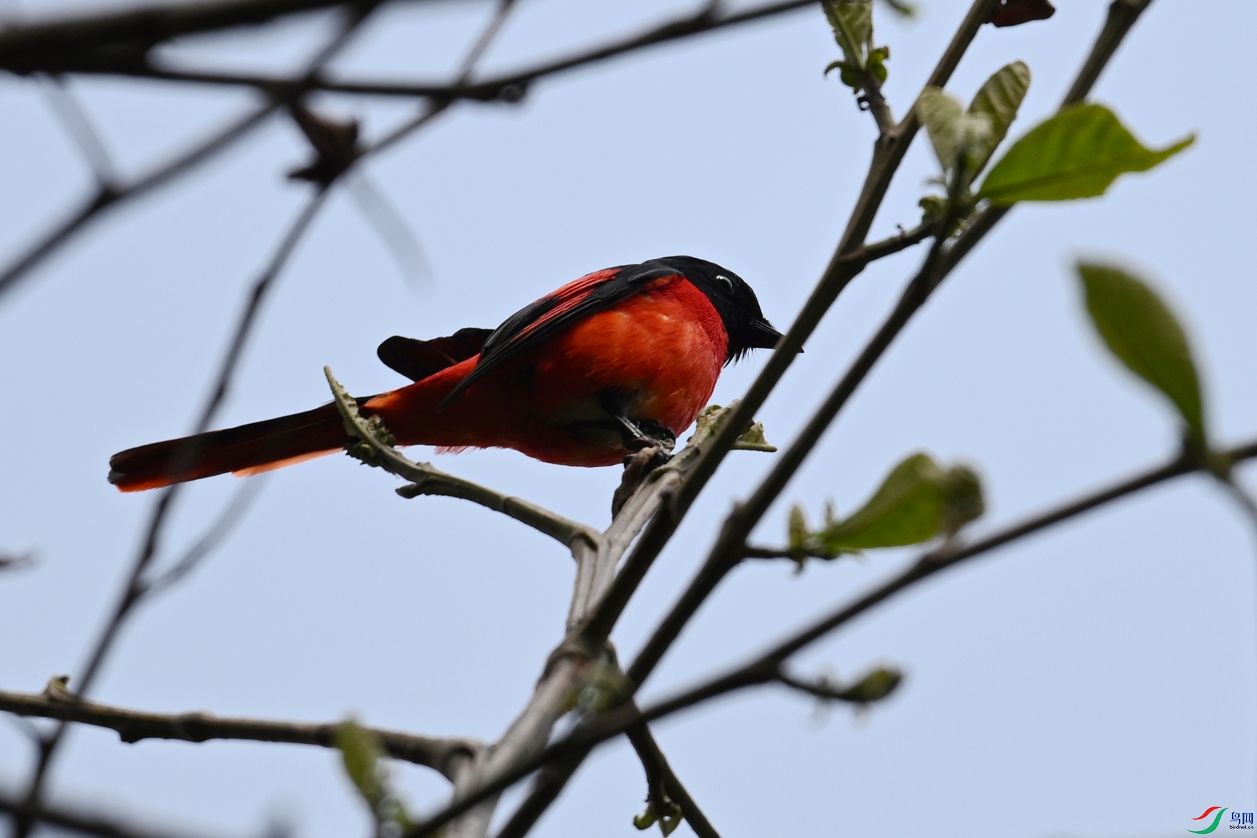 DSC_1706.JPG