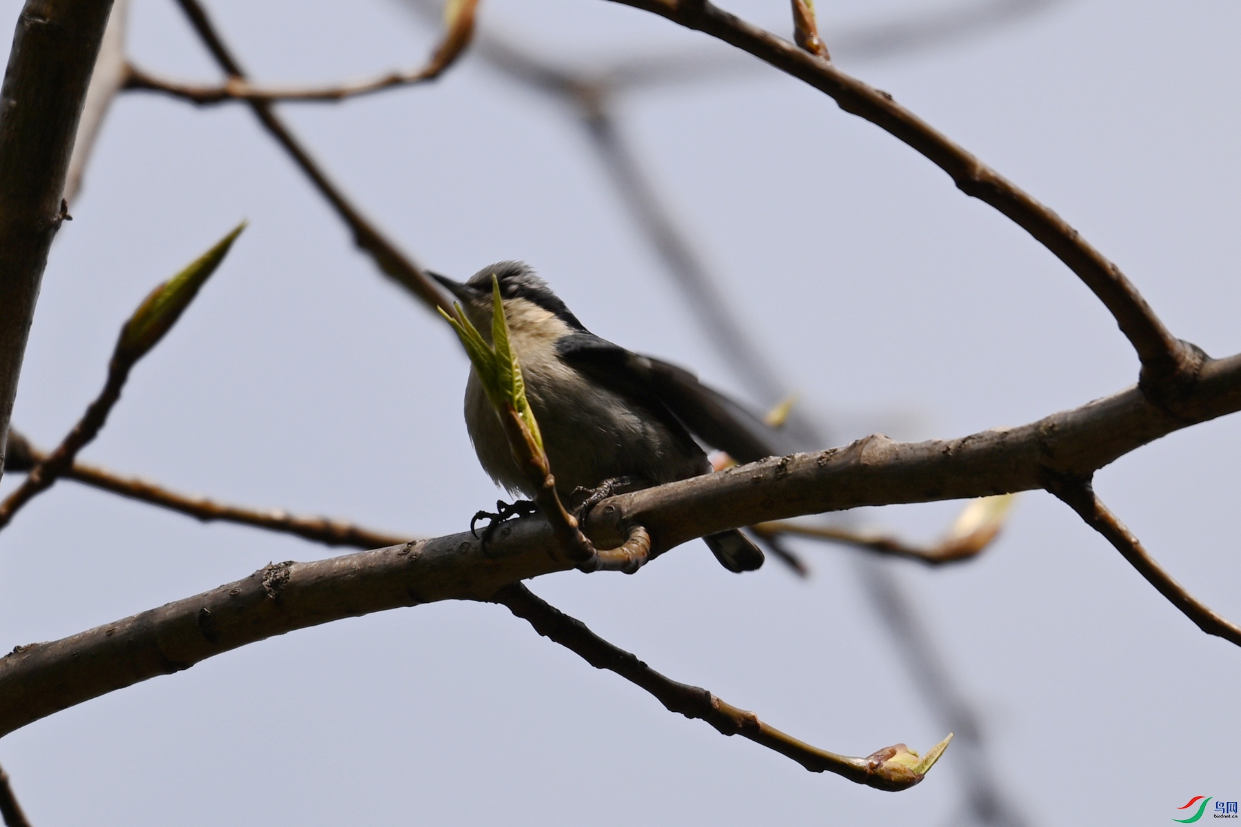 DSC_1698.JPG