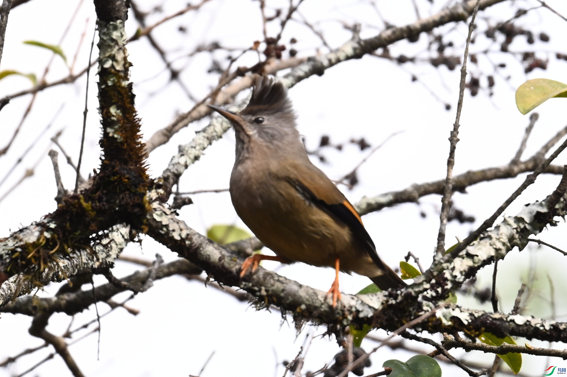 DSC_1752.JPG