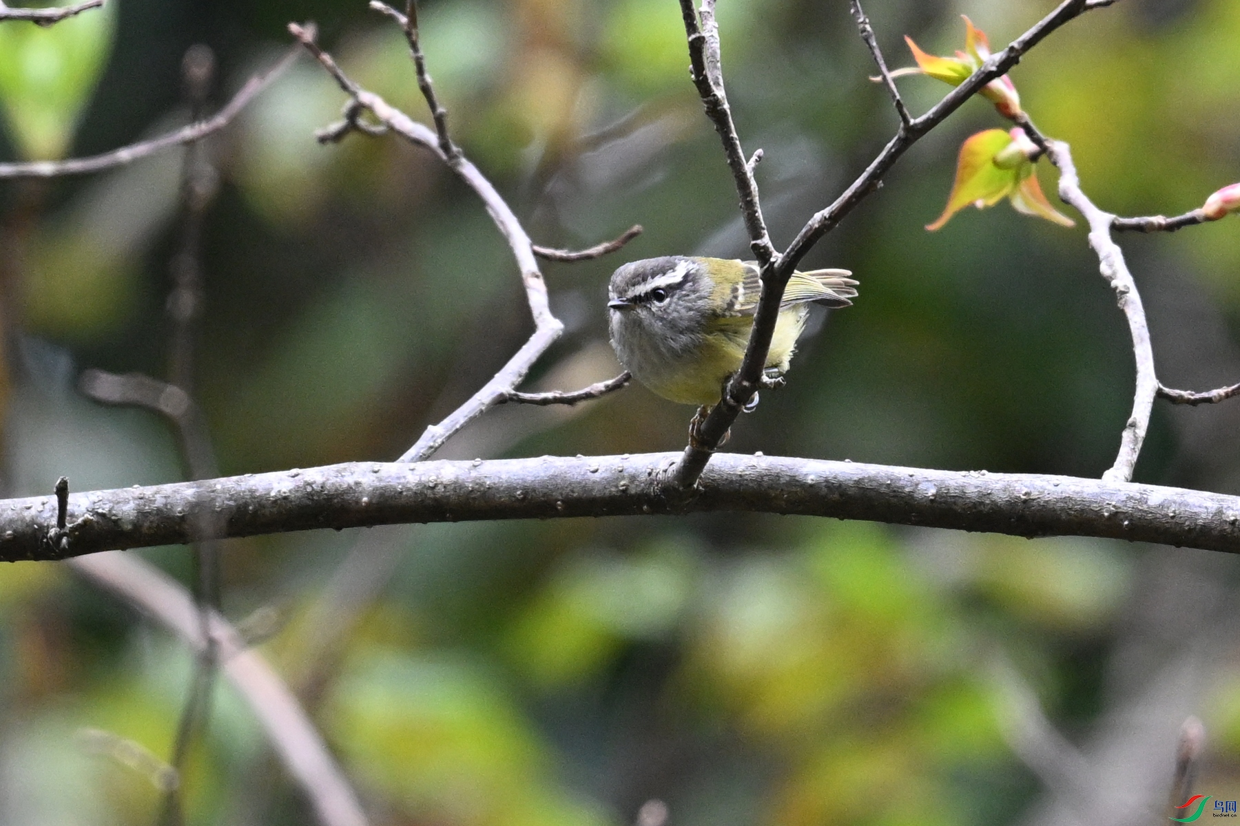 DSC_1681.JPG