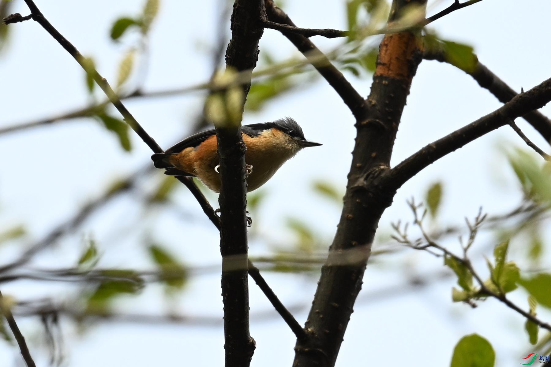 DSC_1691.JPG