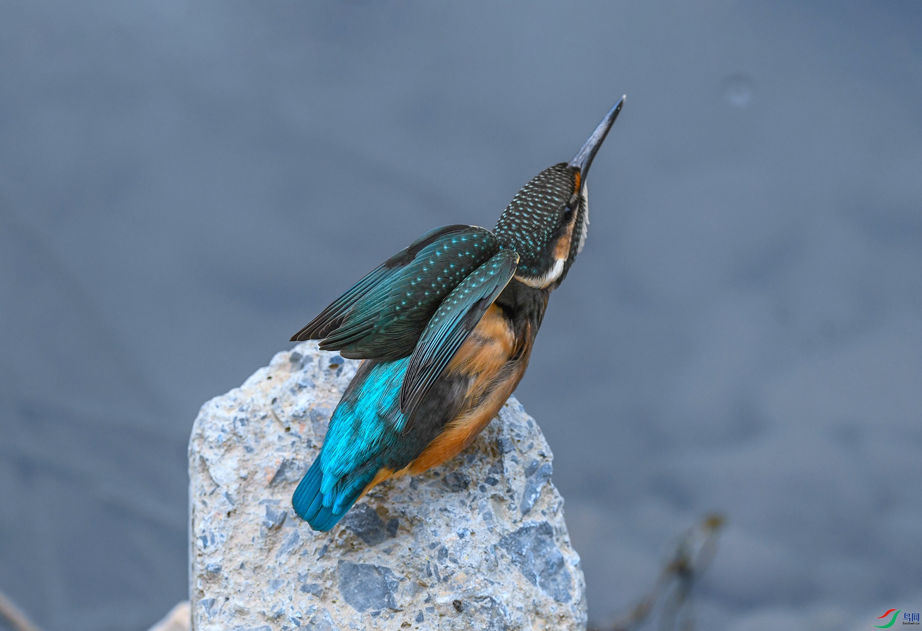 DSC_1717_��ͼ��_��ͼ��.jpg