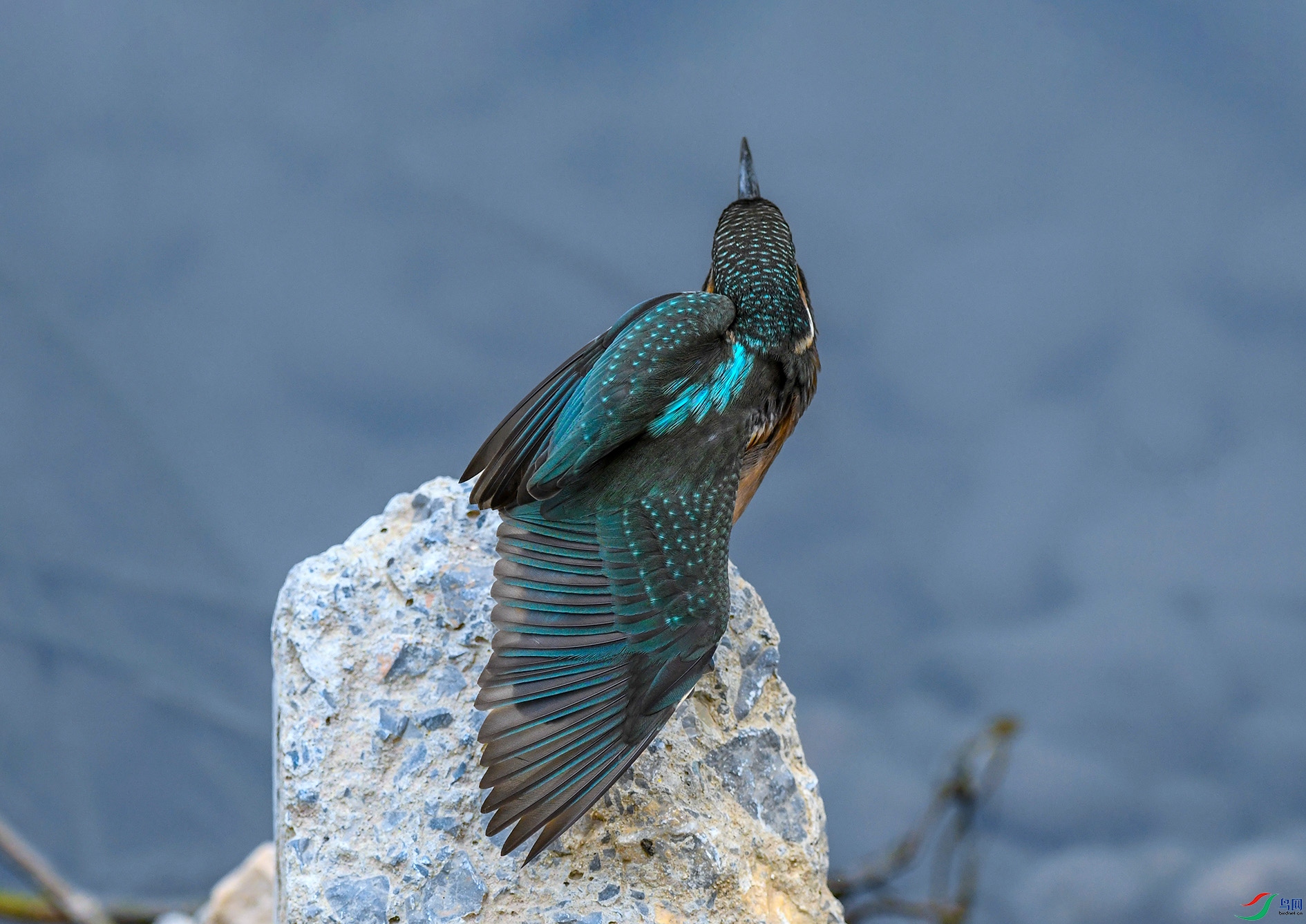 DSC_1731_��ͼ��_��ͼ��.jpg