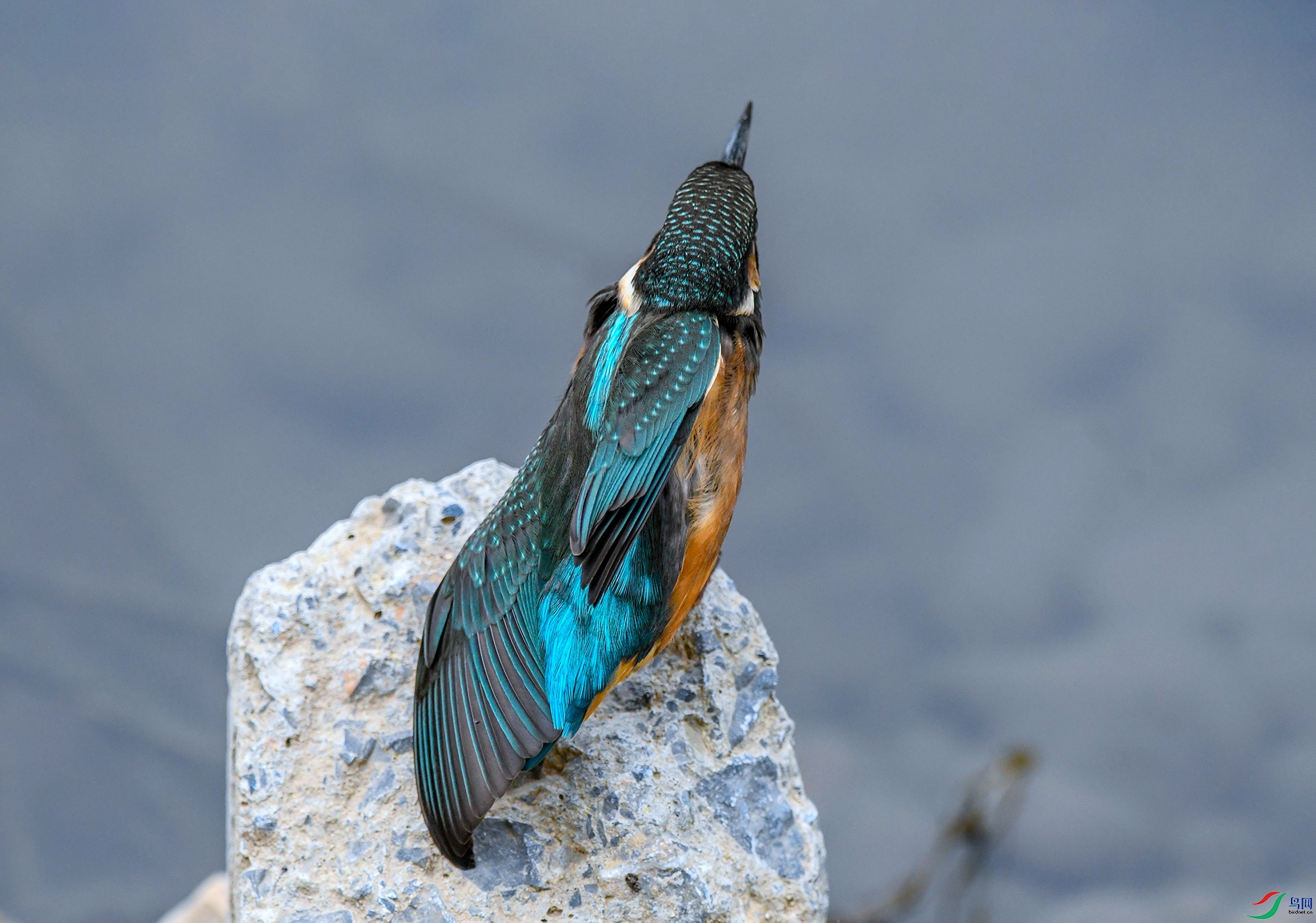 DSC_1698_��ͼ��_��ͼ��.jpg