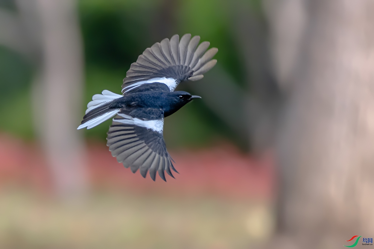 DSC_9525A.jpg