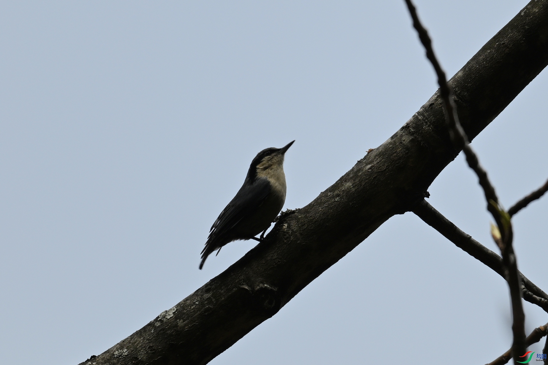 DSC_1703.JPG