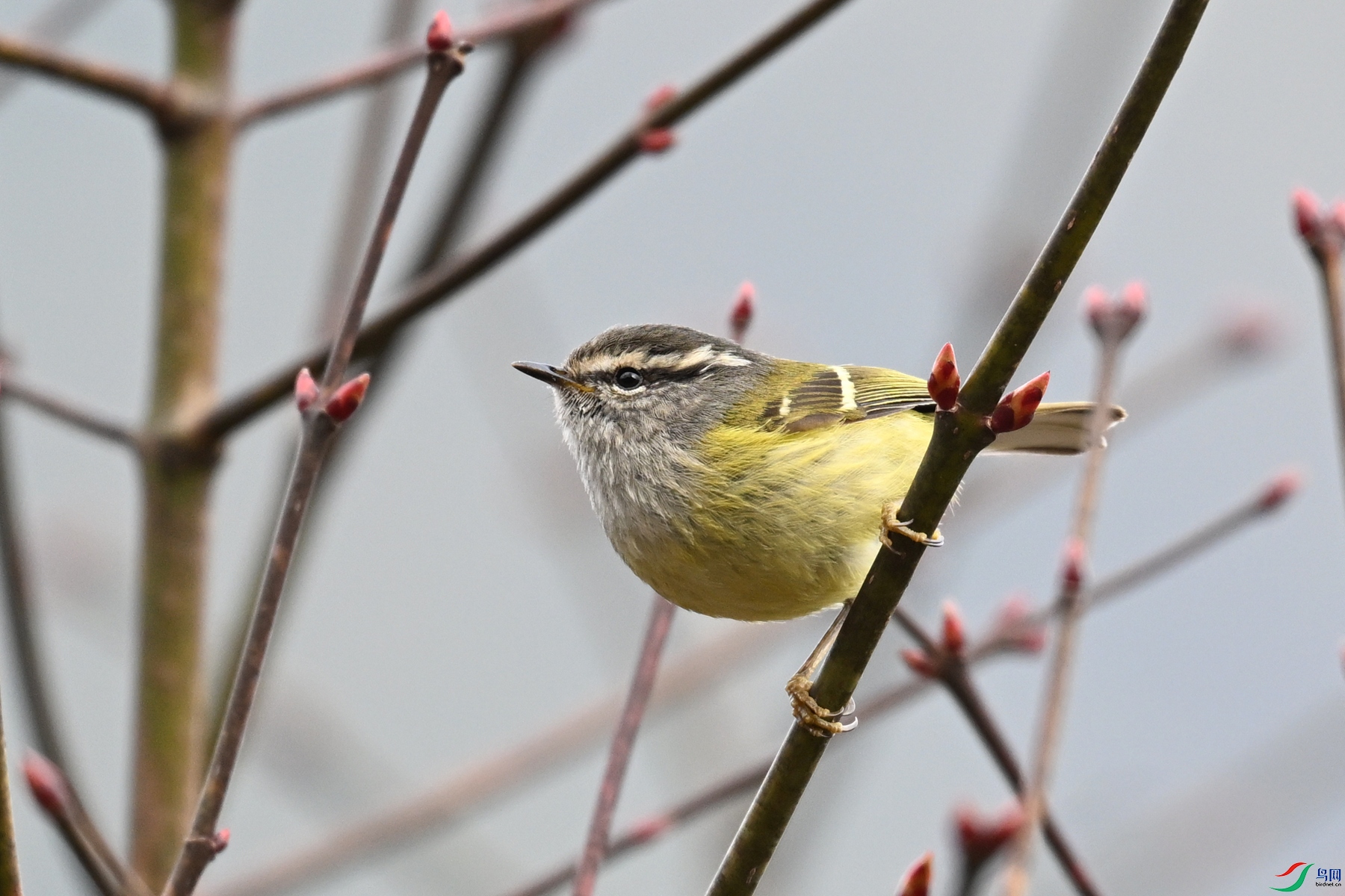 DSC_1731.JPG