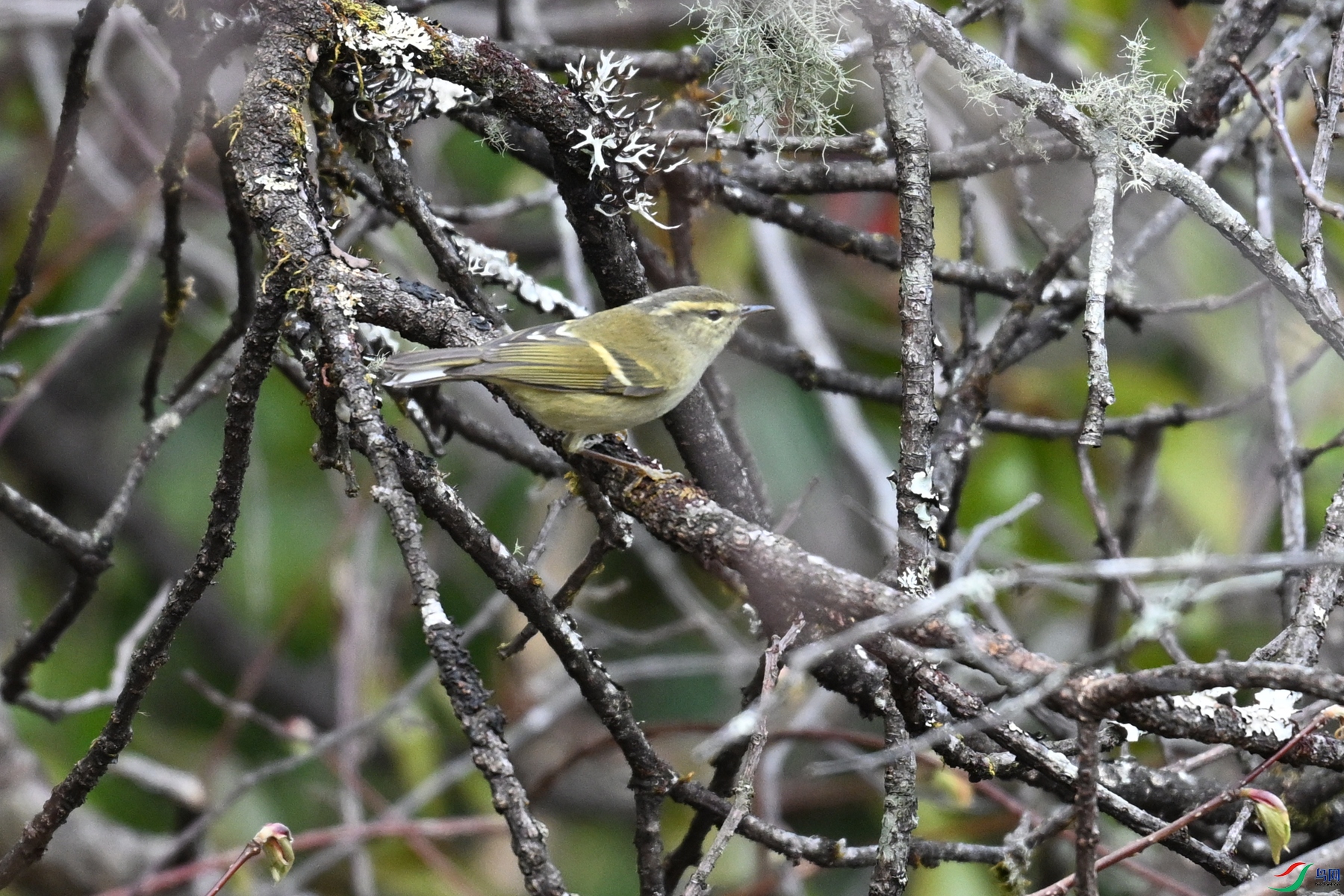 DSC_1739.JPG