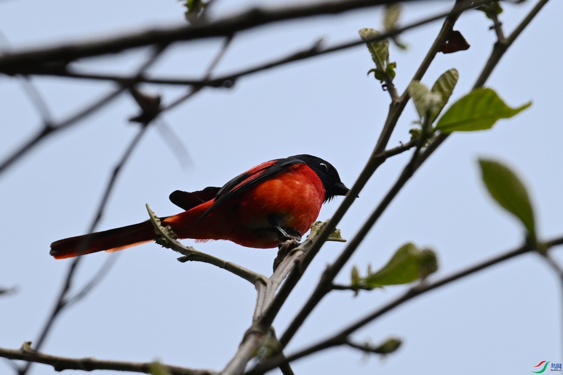 DSC_1707.JPG