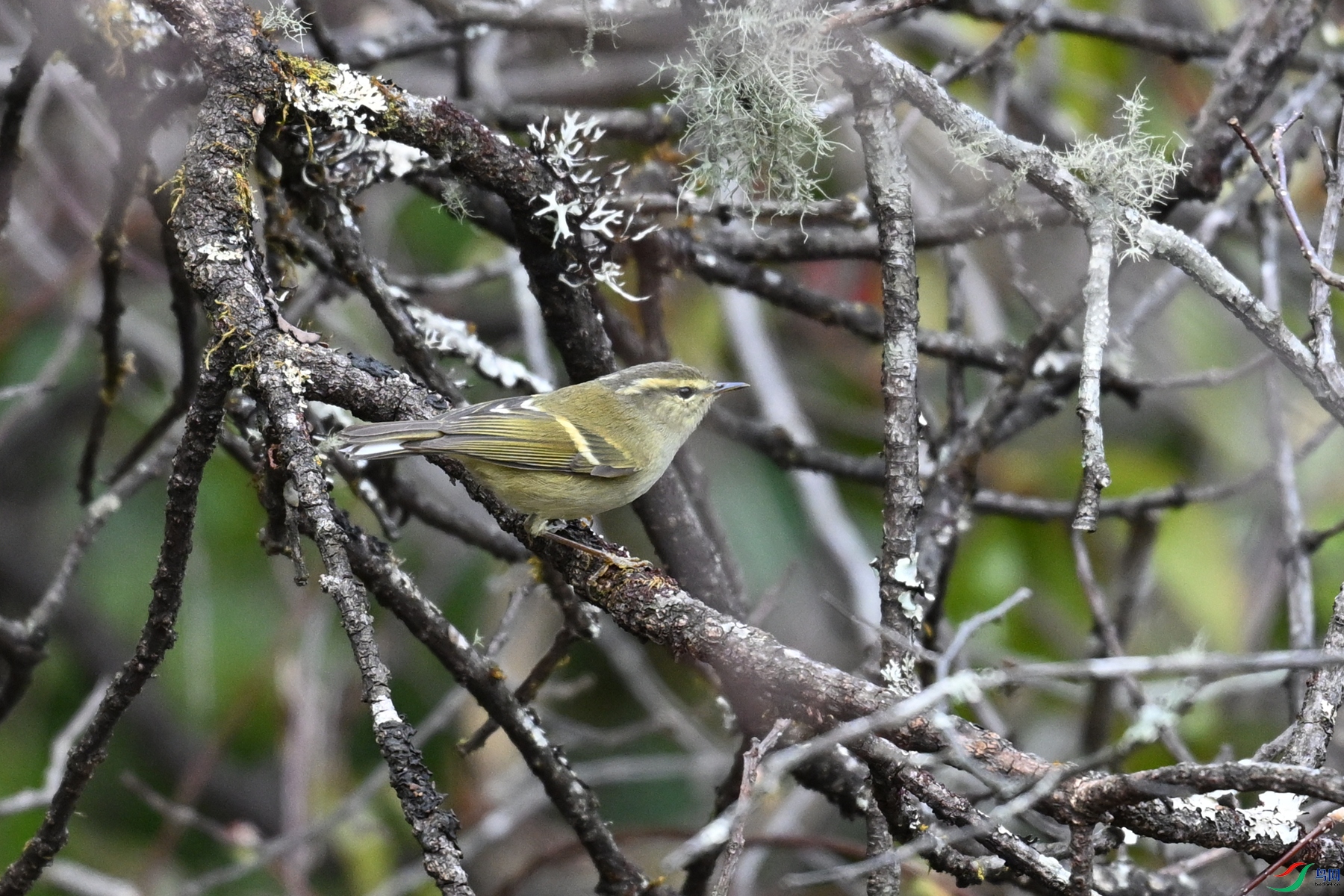 DSC_1740.JPG