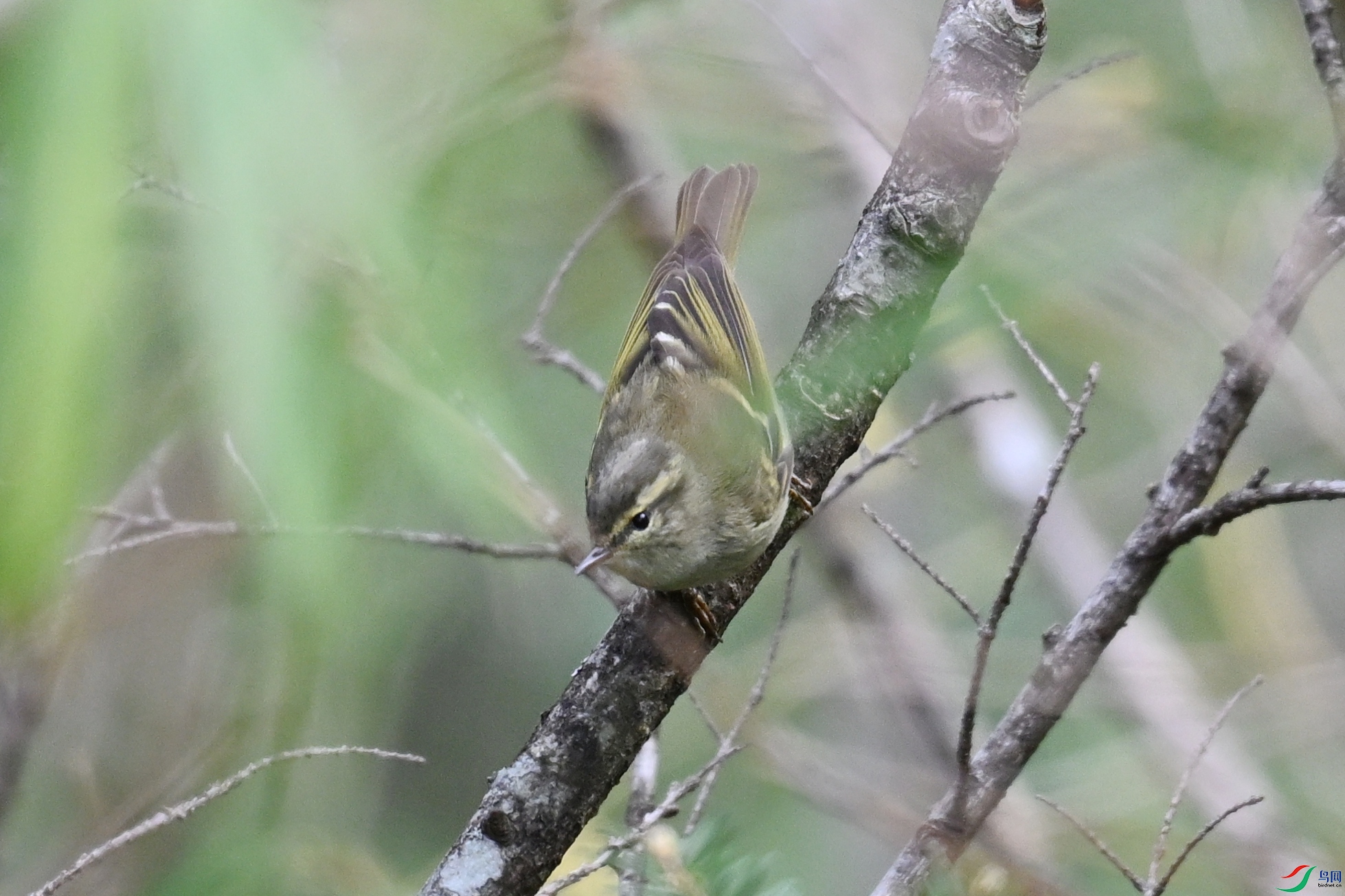 DSC_1747.JPG