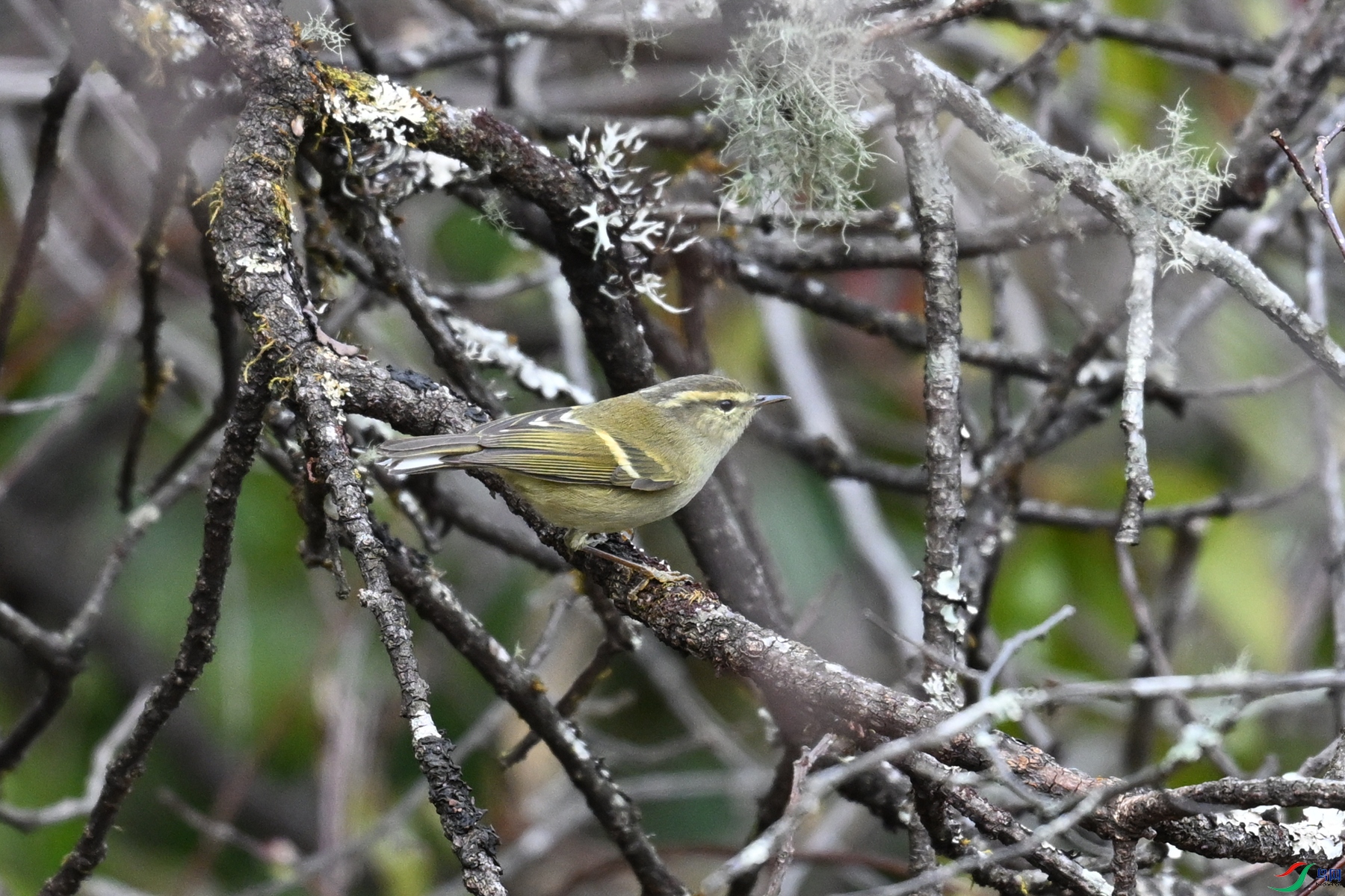 DSC_1741.JPG