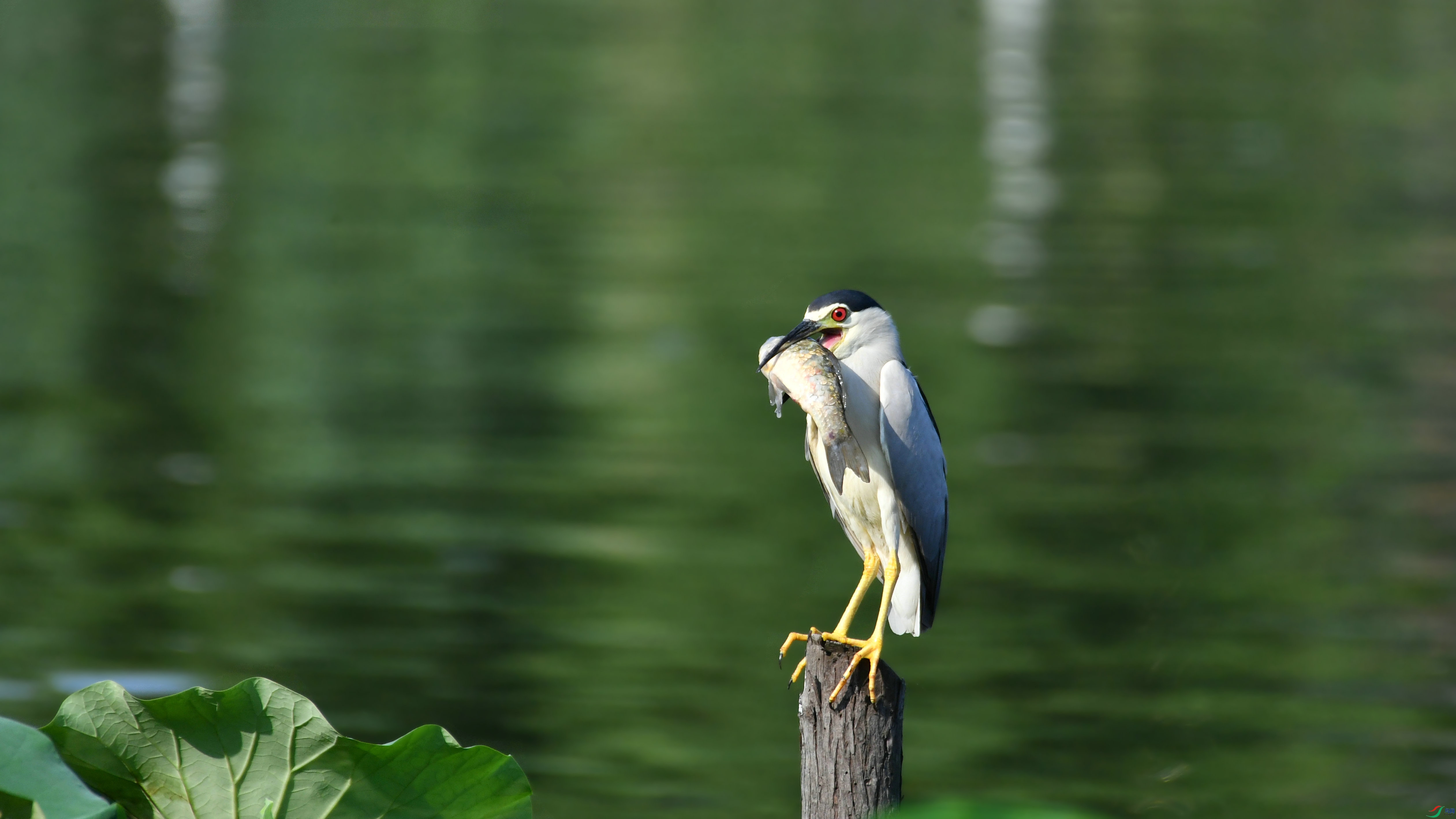 DSC_5237.JPG