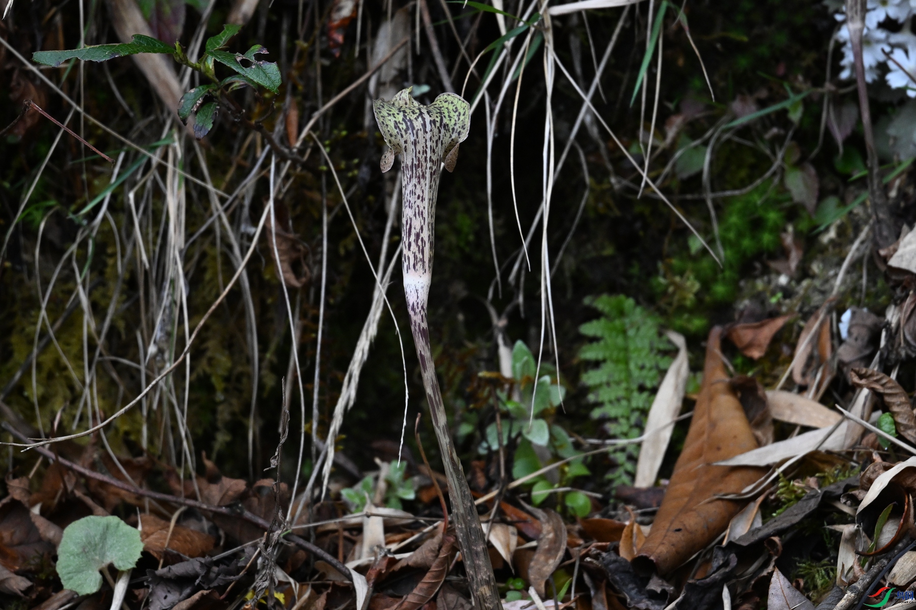 DSC_1614.JPG
