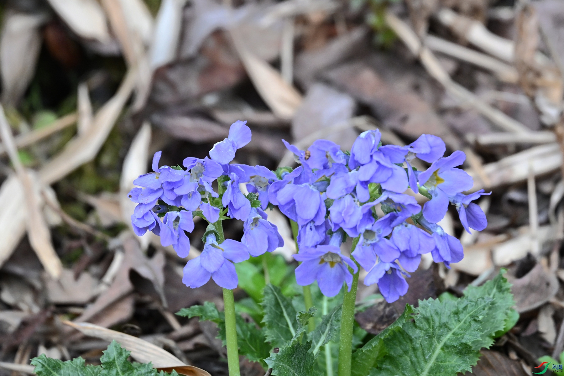 DSC_1763.JPG