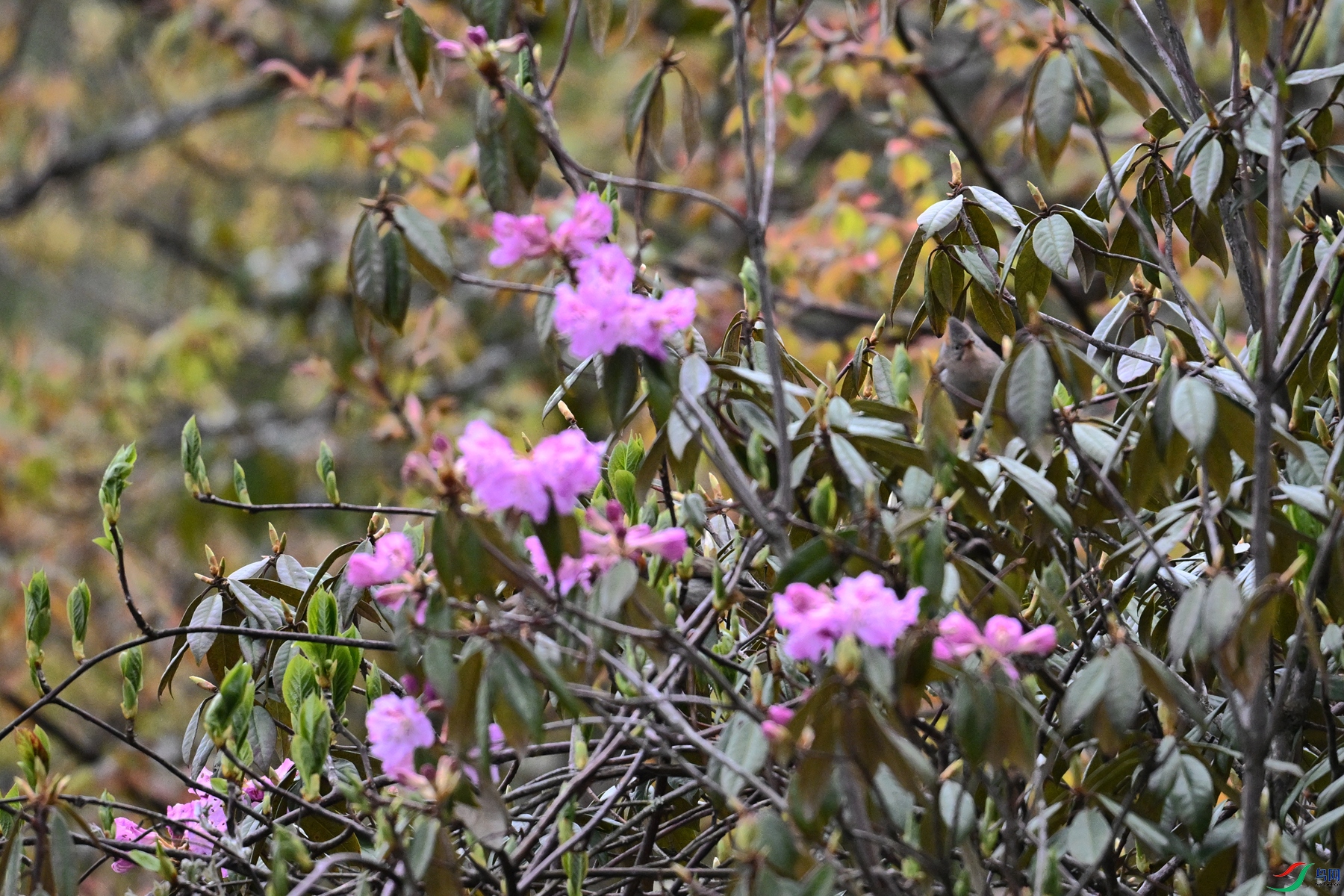 DSC_1779.JPG
