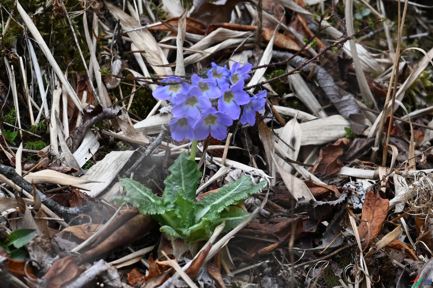 DSC_1766.JPG