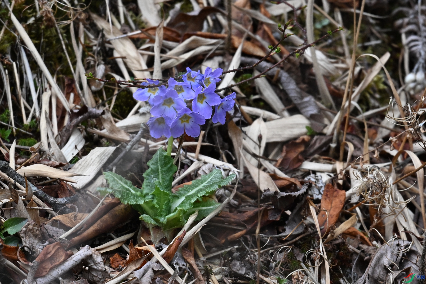 DSC_1768.JPG