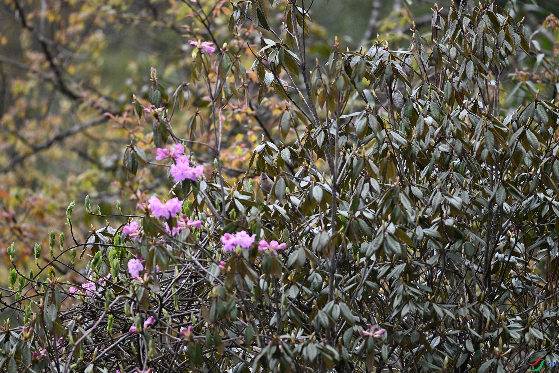 DSC_1782.JPG