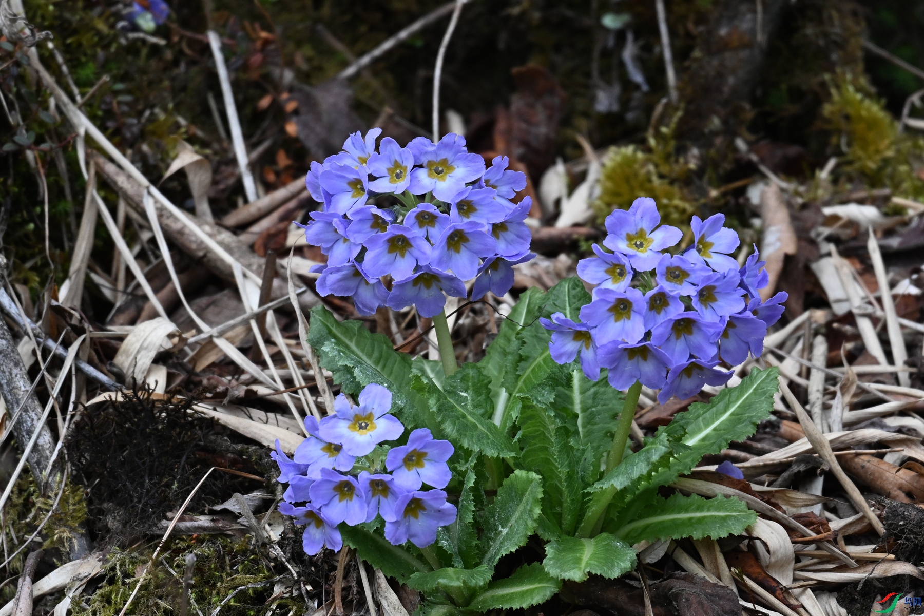 DSC_1769.JPG