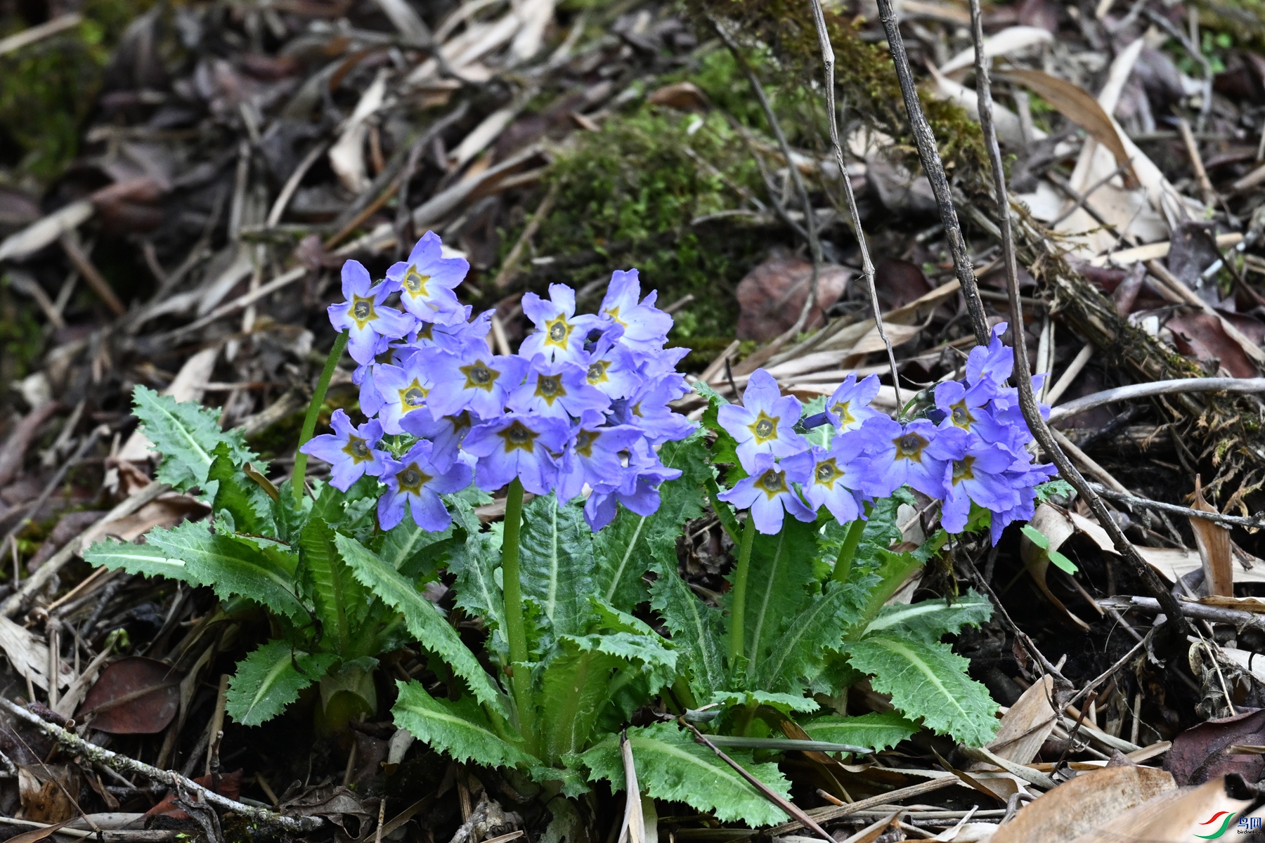 DSC_1771.JPG