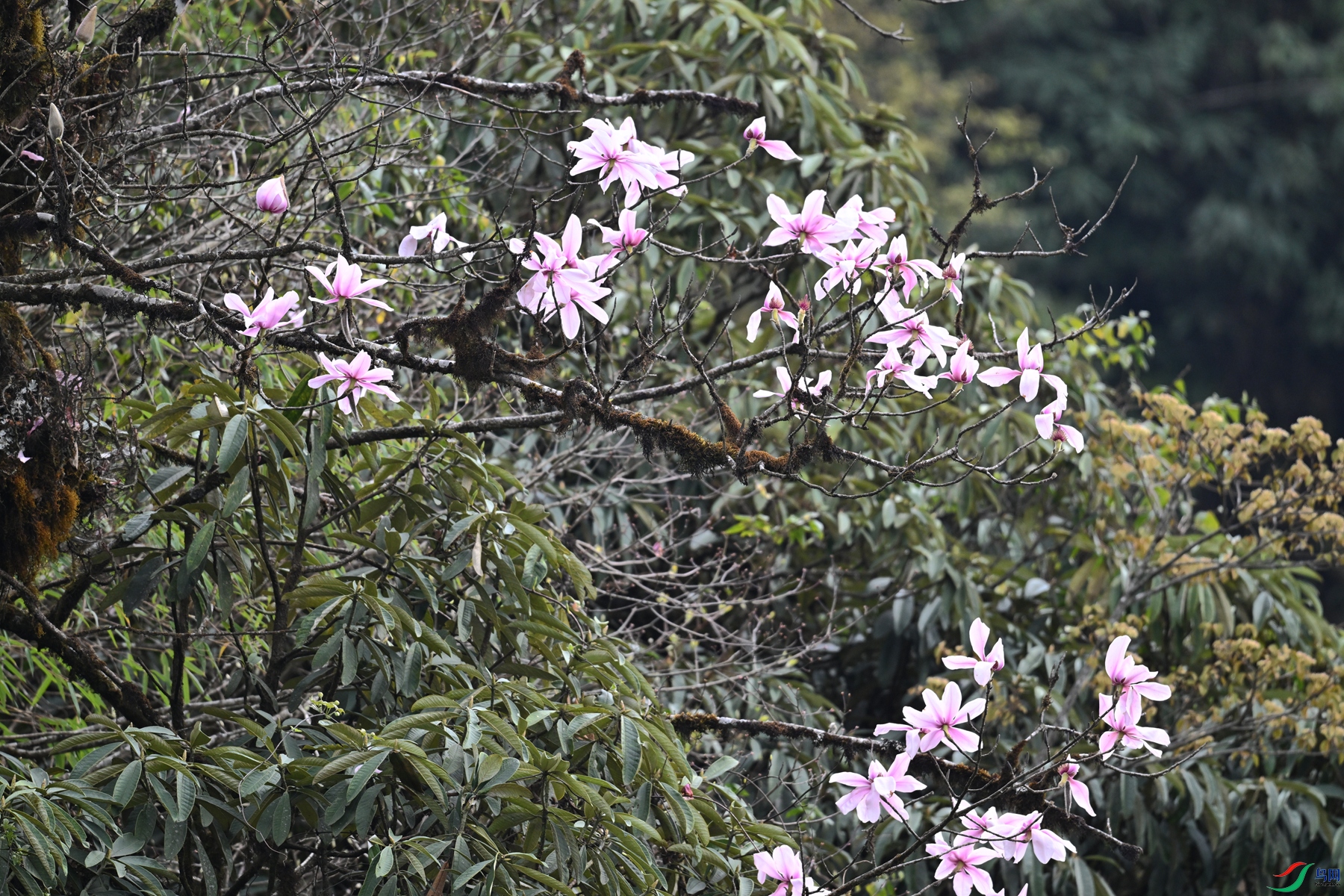 DSC_1775.JPG