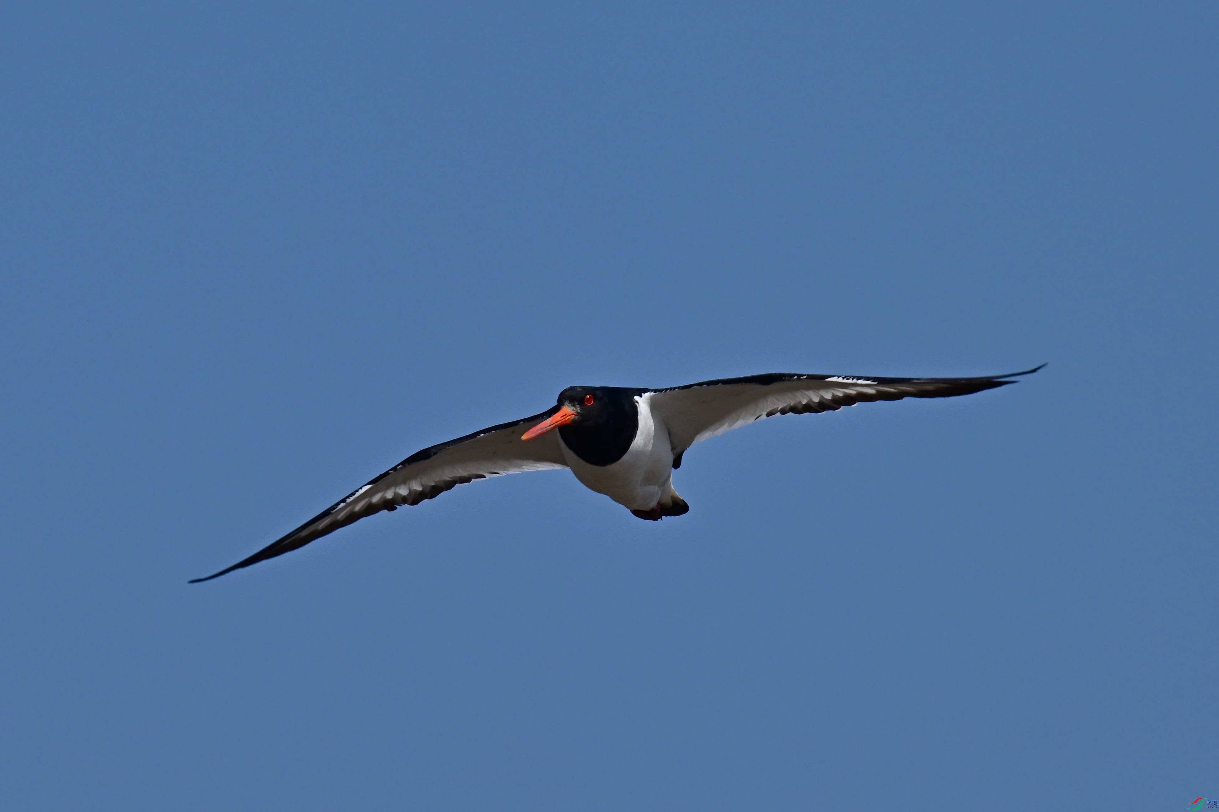 DSC_1541_����.jpg