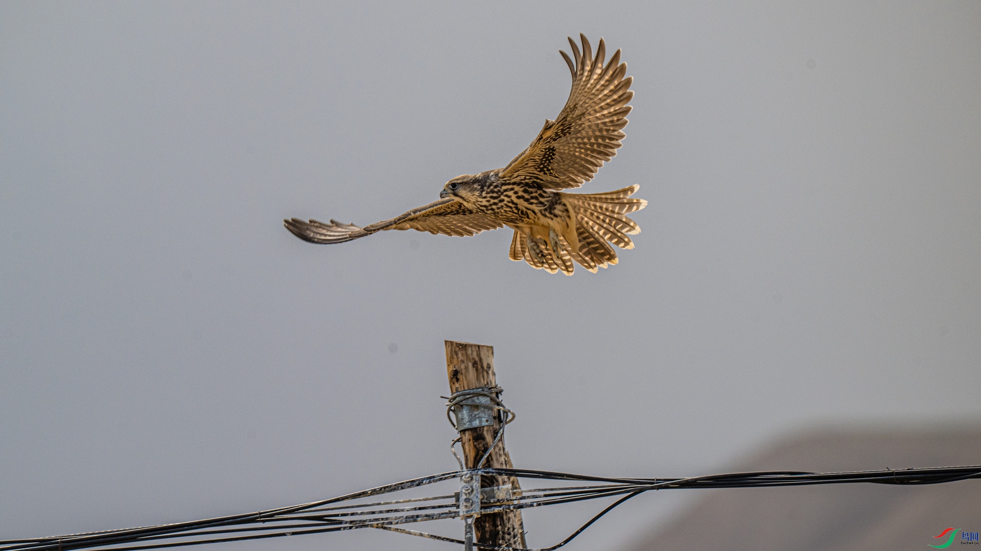 DSC_8017 ����_����.jpg