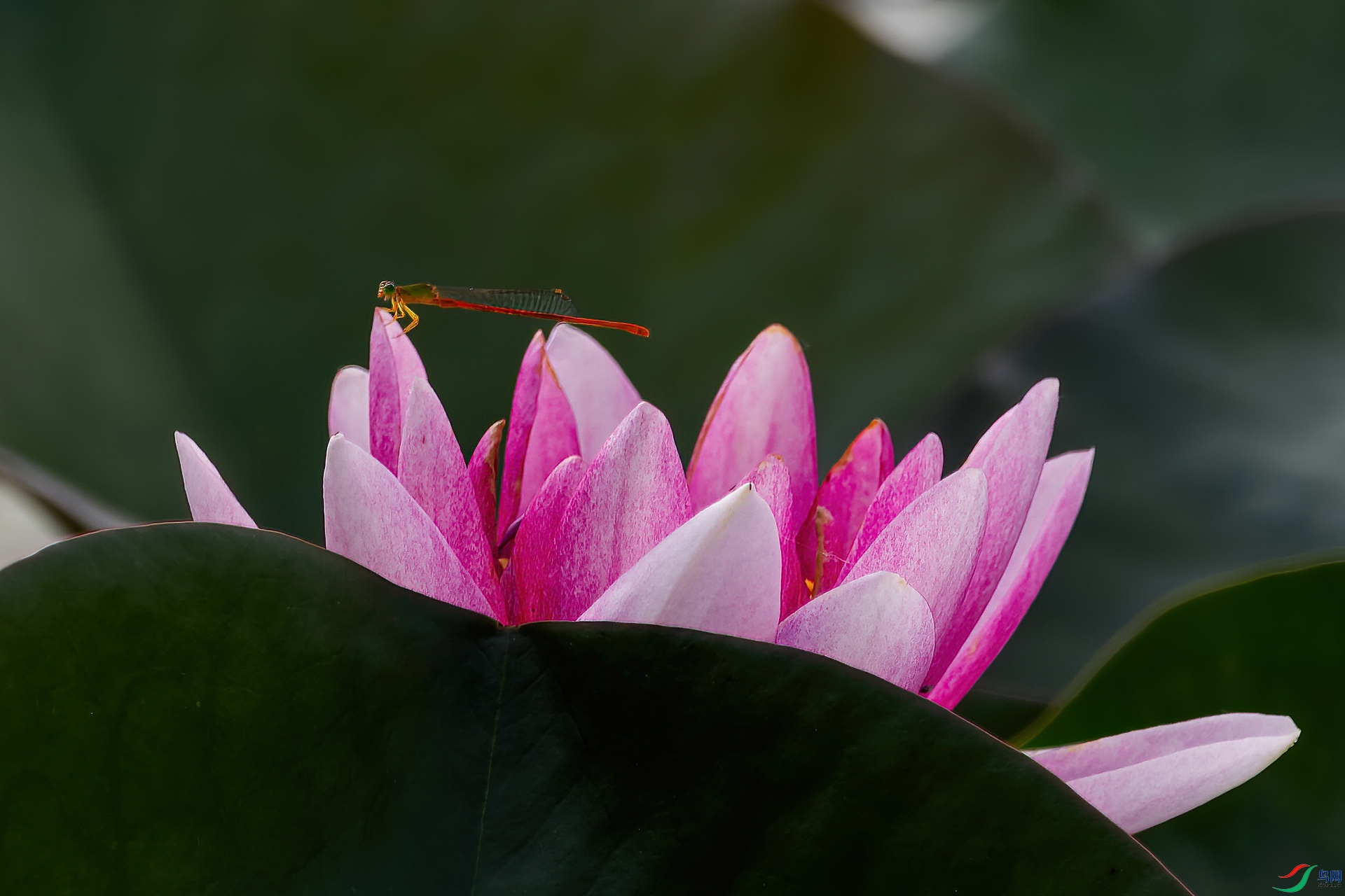 _MG_1537-(1920)-�ɼ�С��-a.jpg