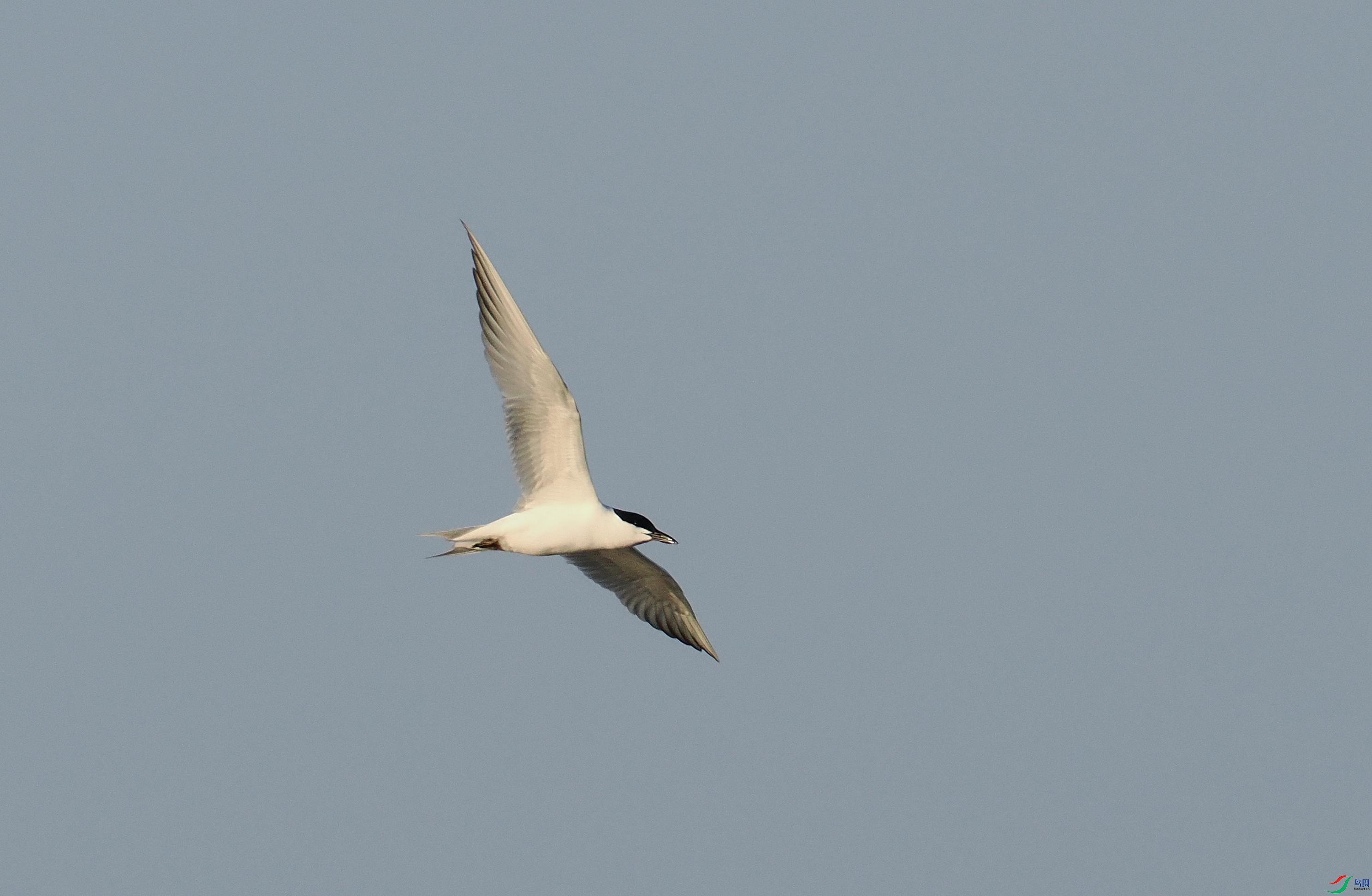 P4018802(1).jpg