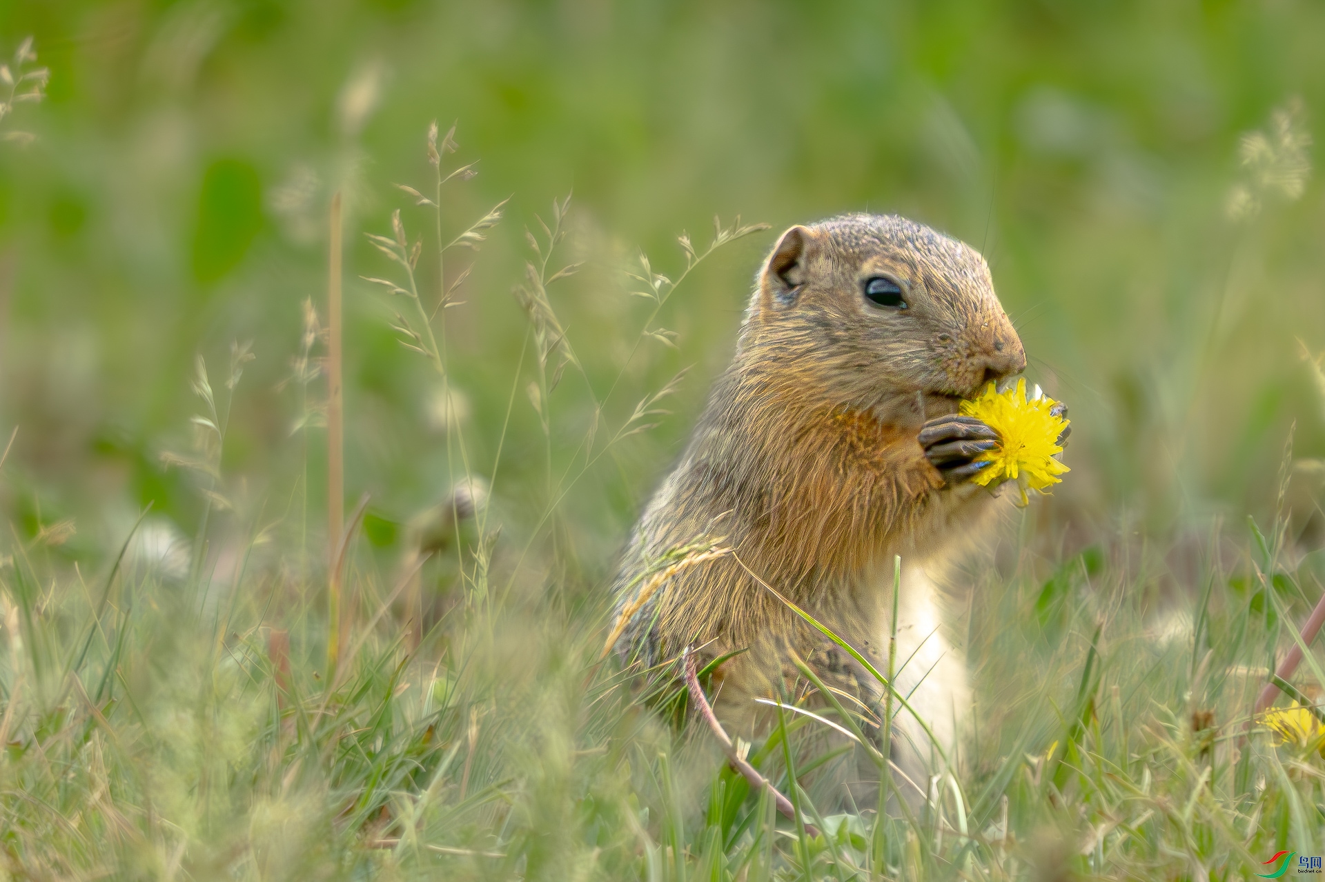 DSC_0441-����ǿ-NR_1.jpg