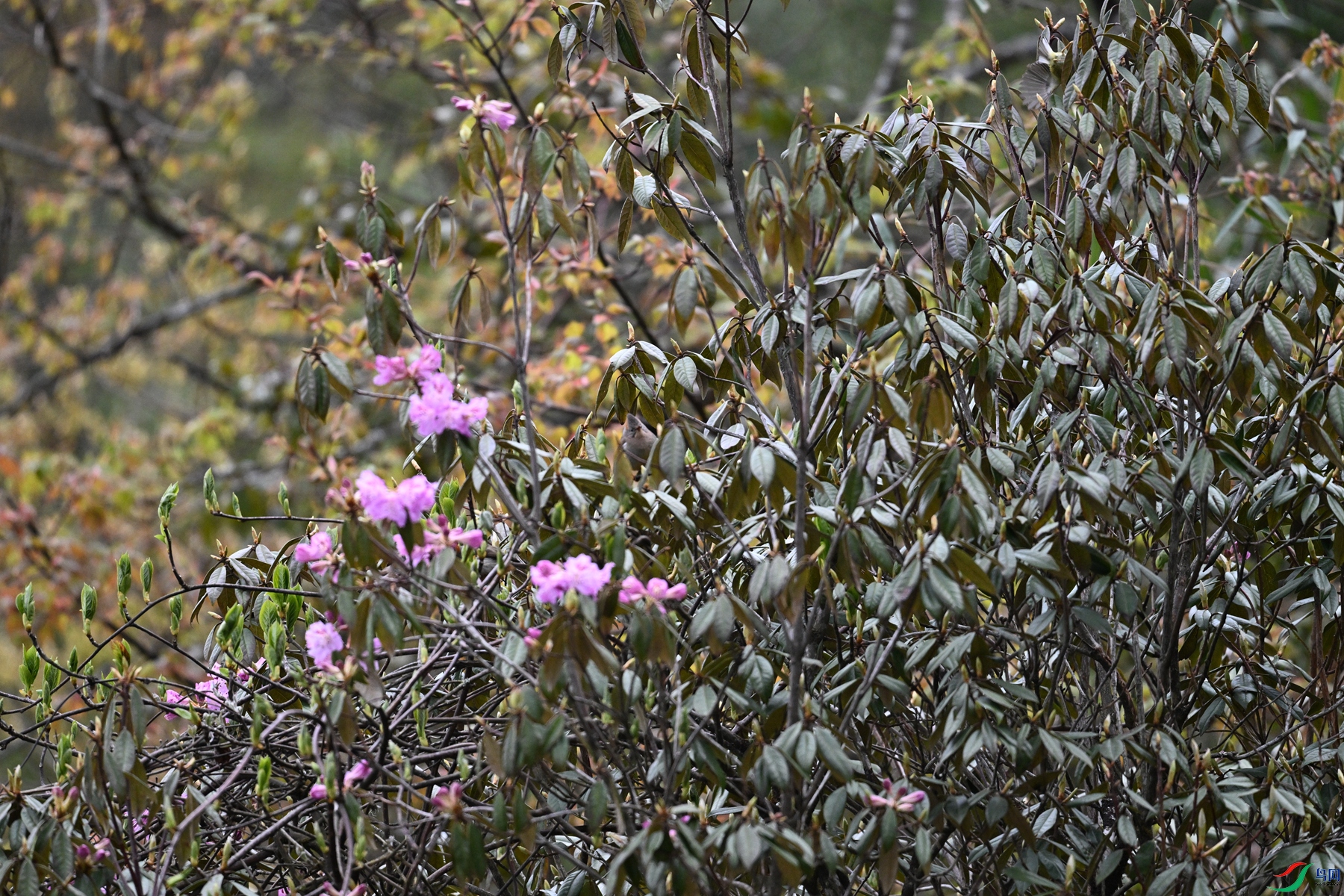 DSC_1780.JPG