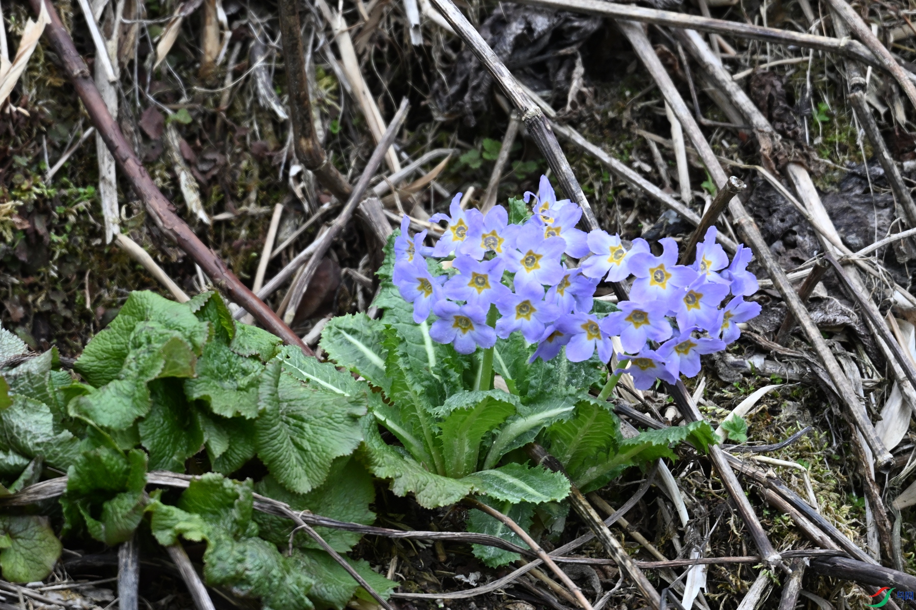 DSC_1759.JPG
