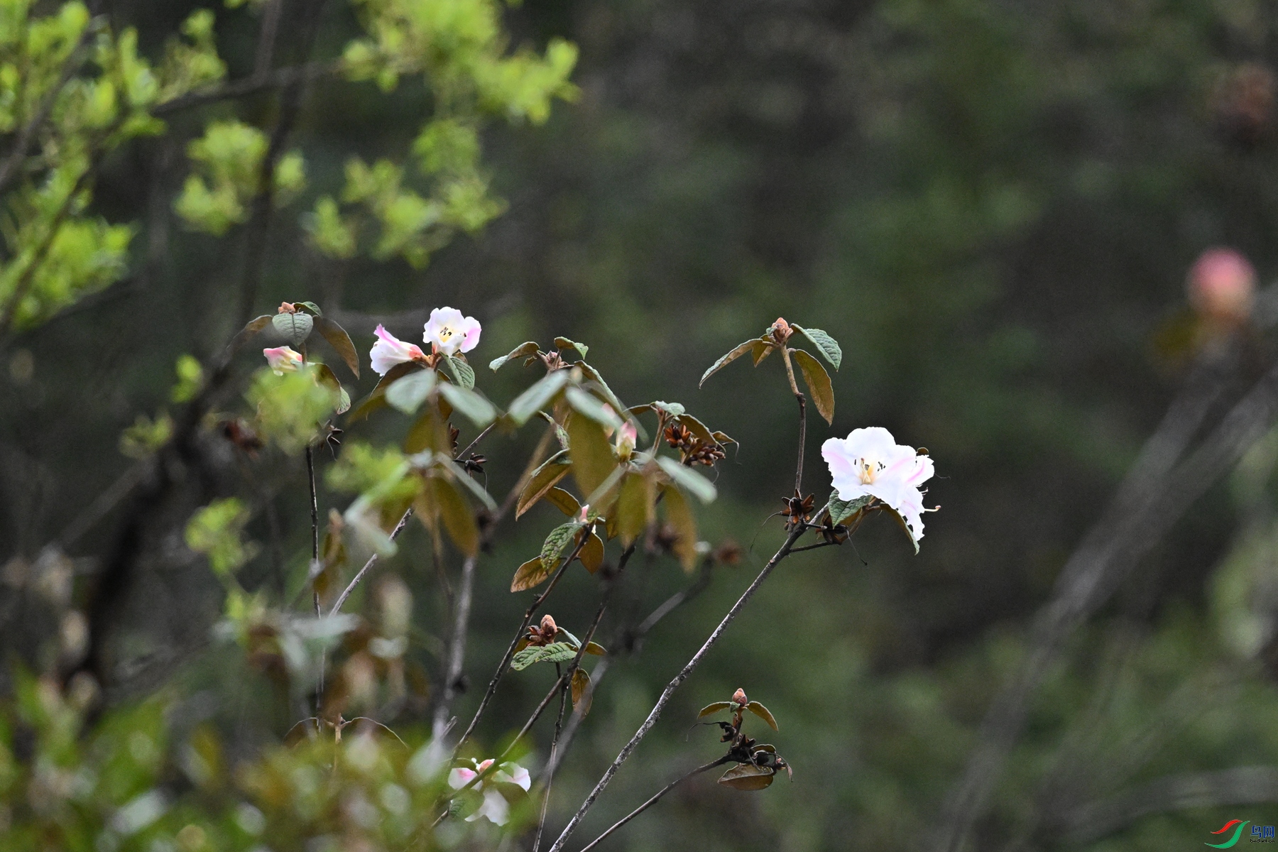 DSC_1795.JPG